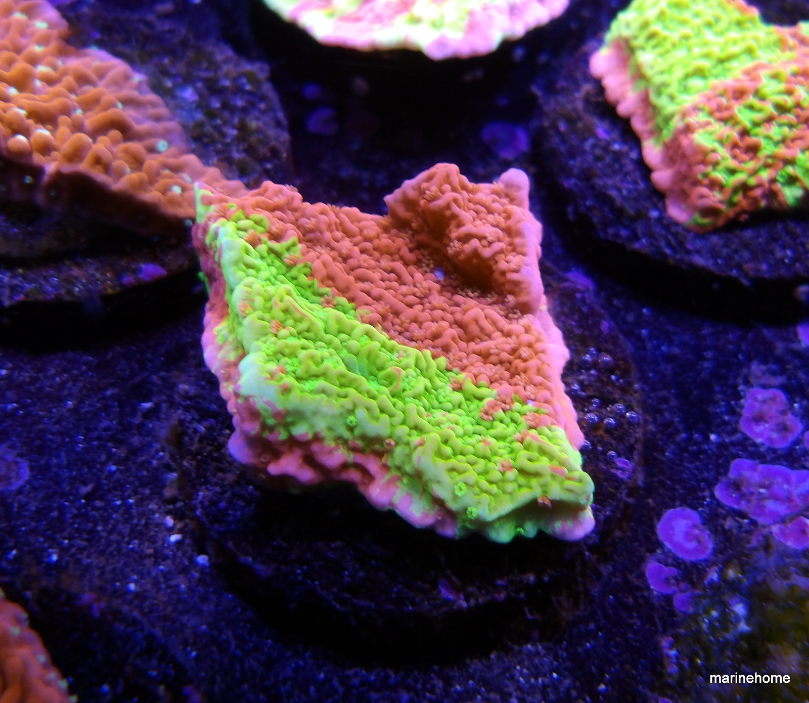 KODAK Digital Still Camera