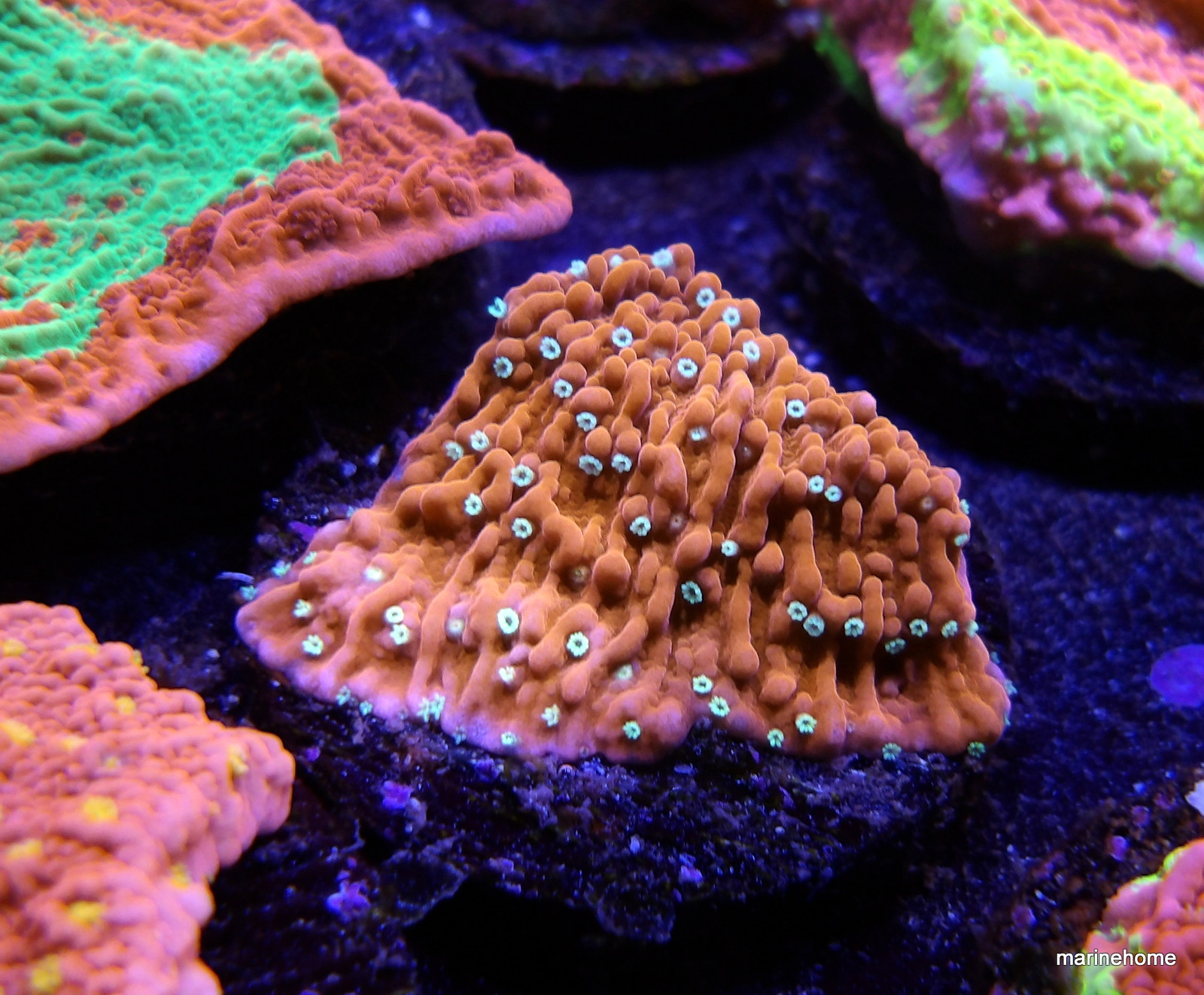 KODAK Digital Still Camera