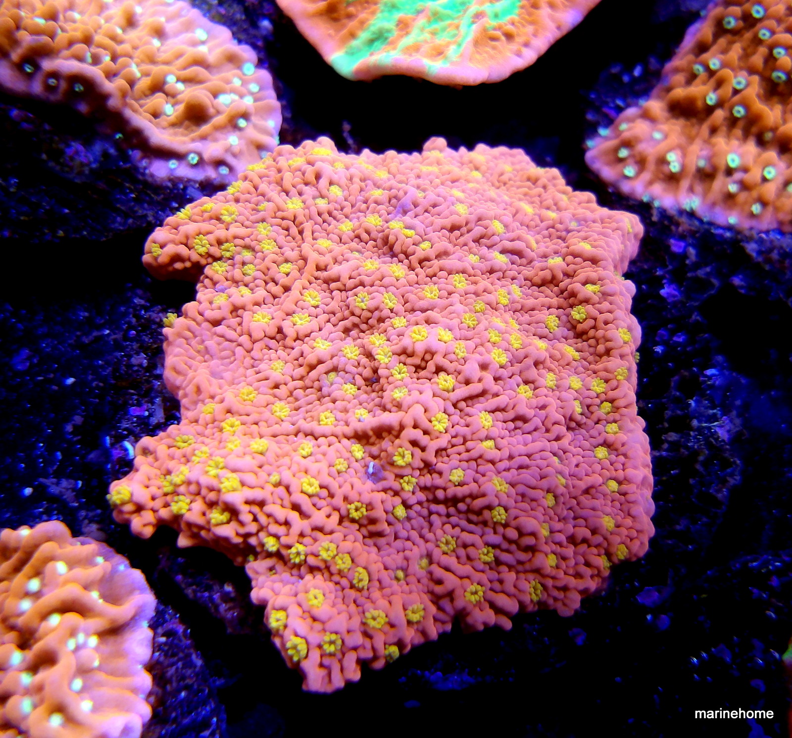 KODAK Digital Still Camera