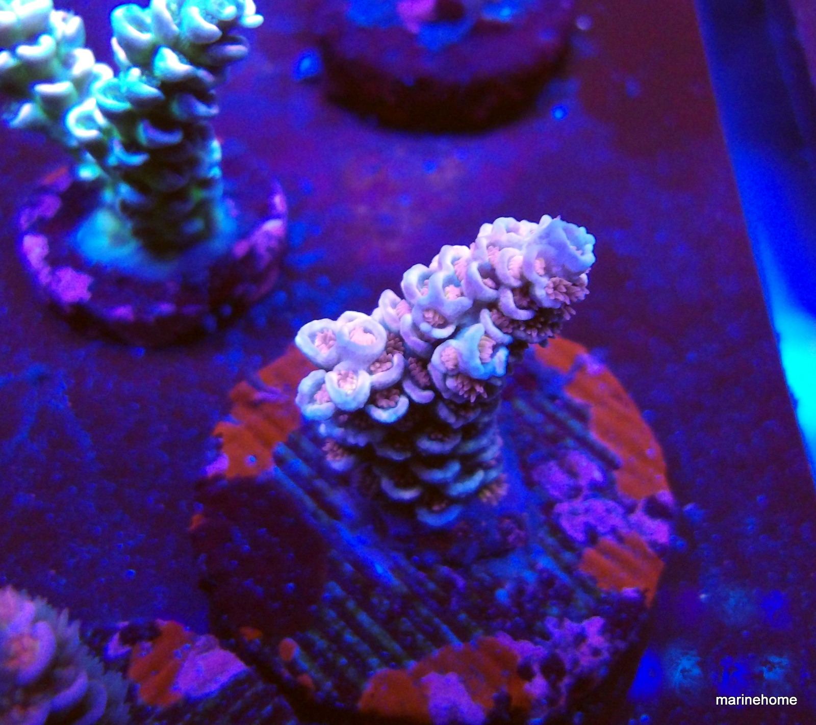 KODAK Digital Still Camera