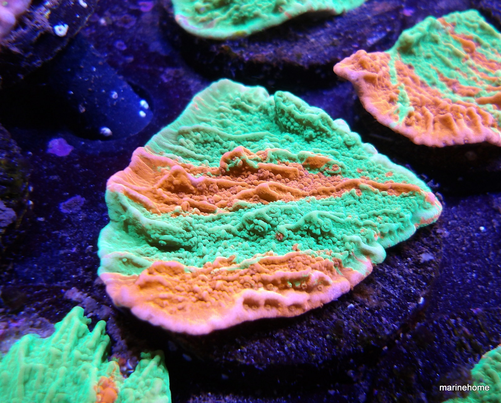 KODAK Digital Still Camera