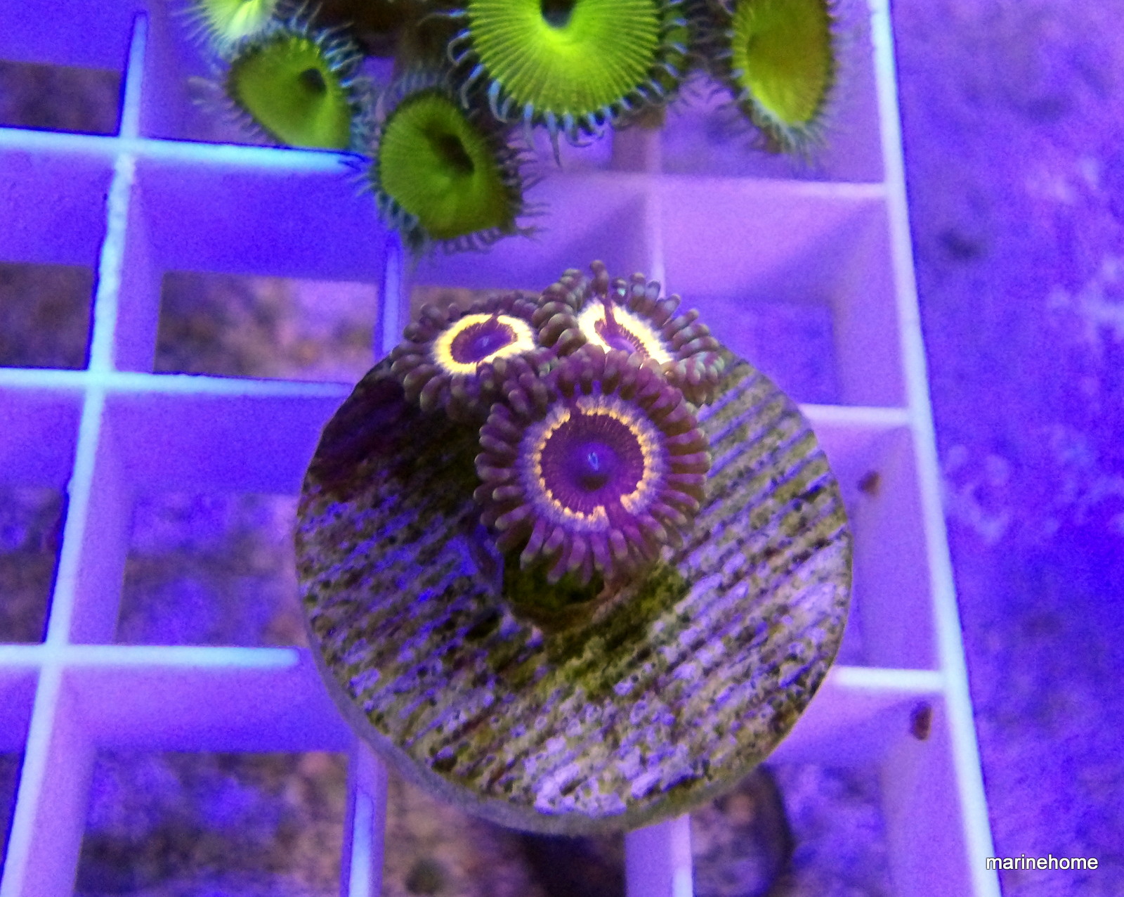 KODAK Digital Still Camera