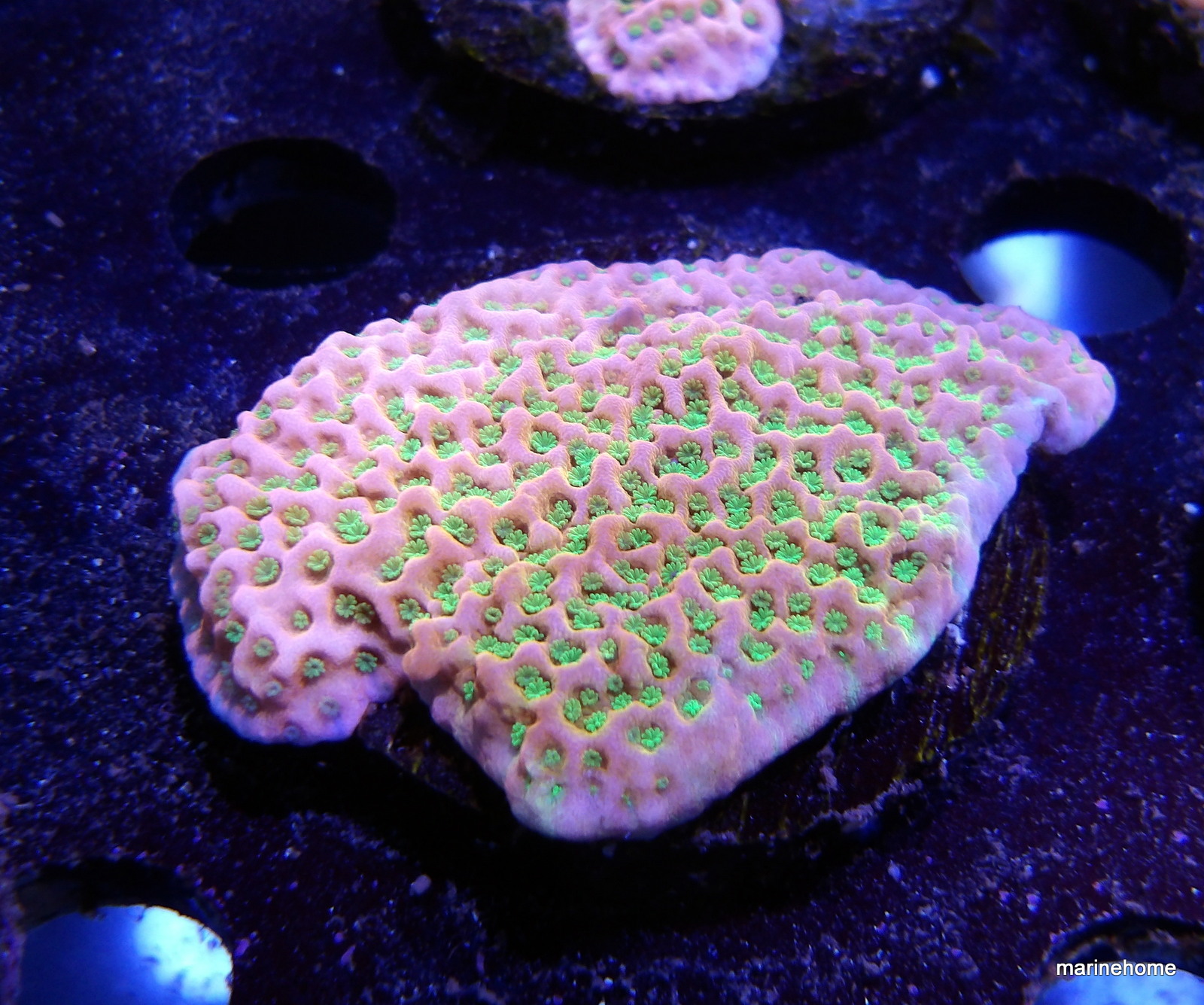 KODAK Digital Still Camera