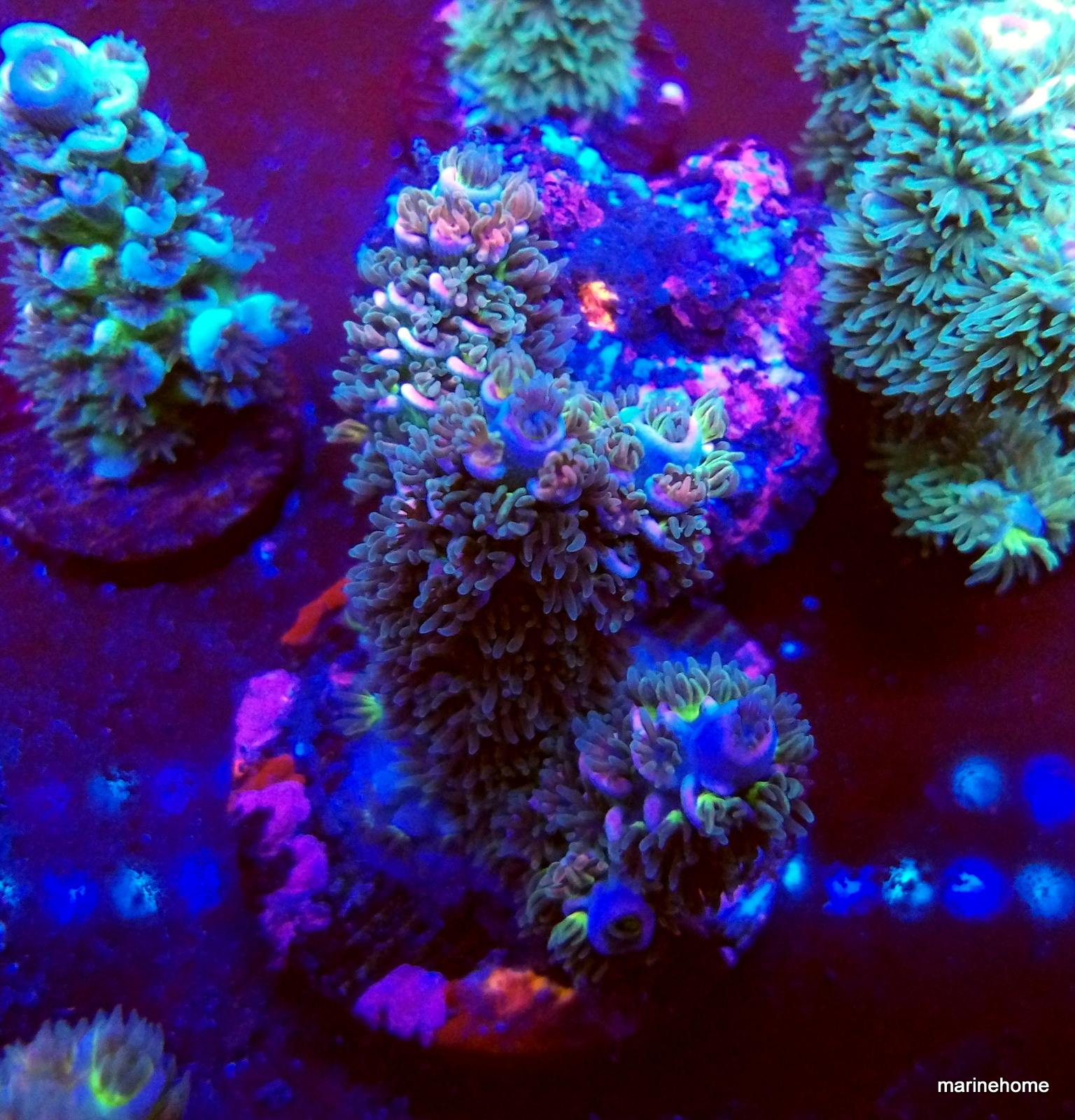 KODAK Digital Still Camera