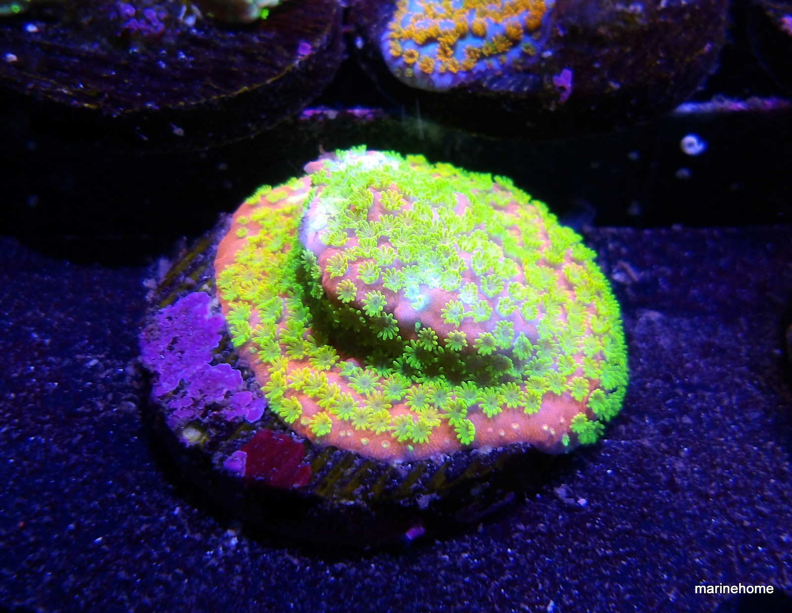 KODAK Digital Still Camera