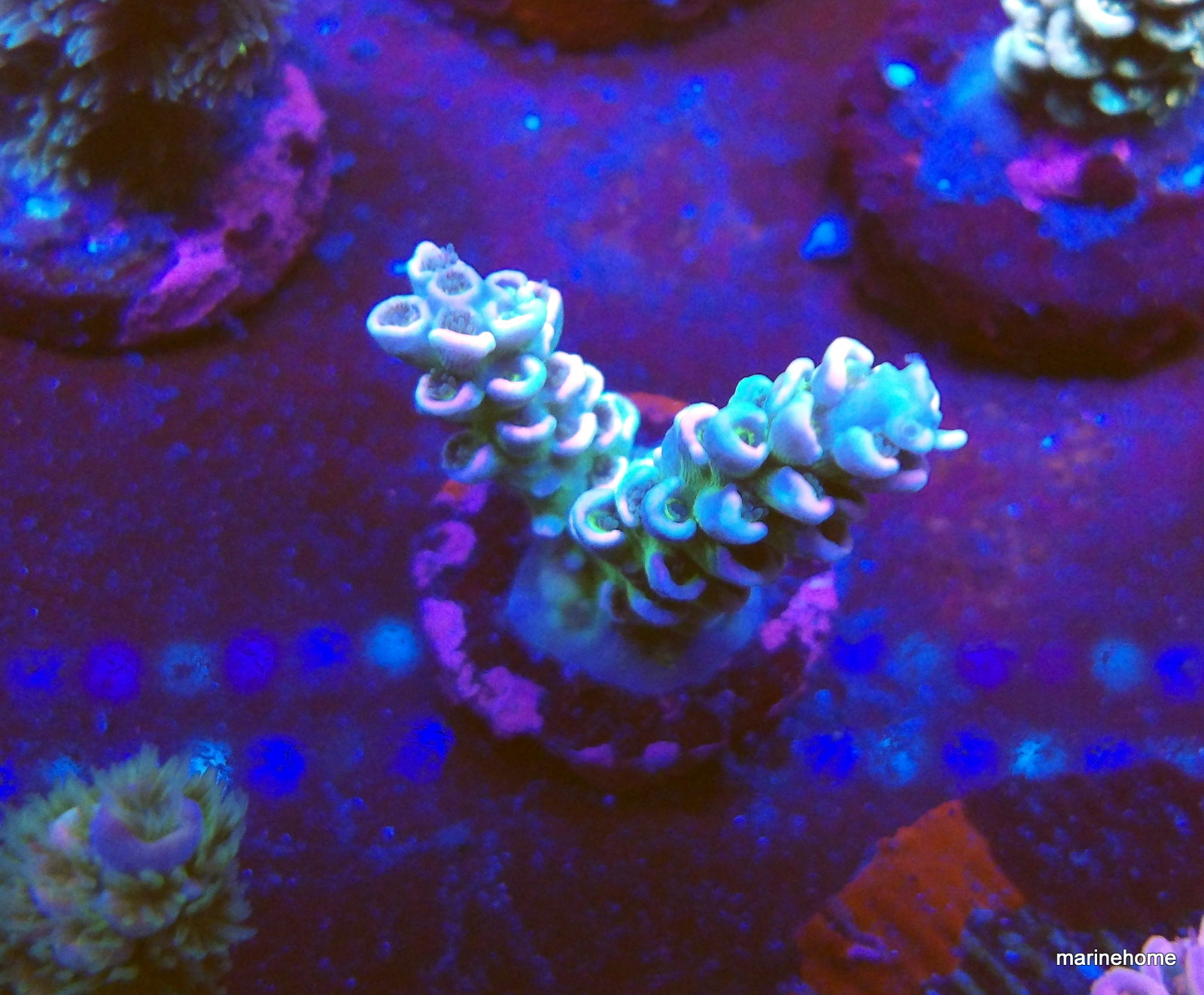 KODAK Digital Still Camera