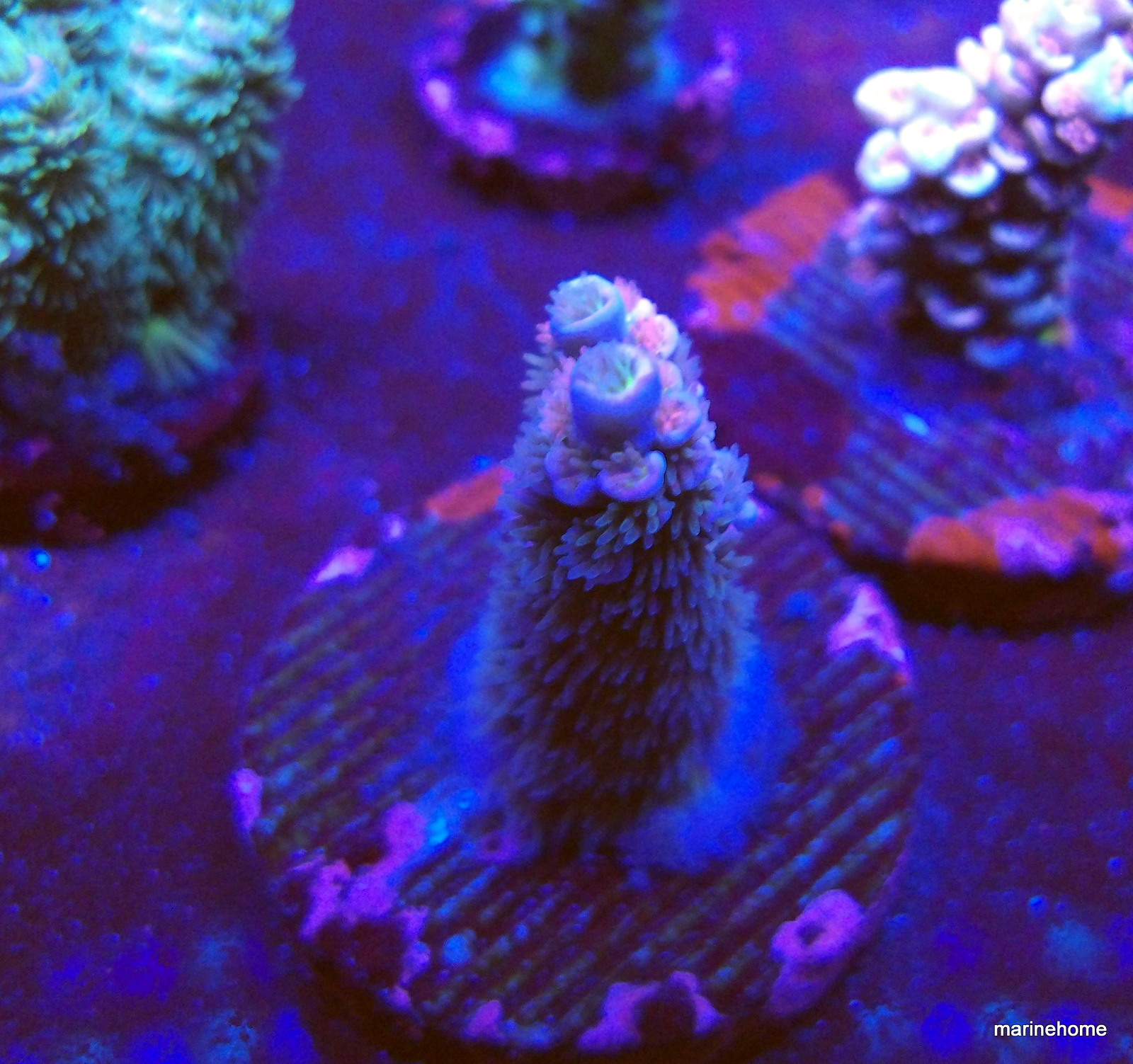 KODAK Digital Still Camera