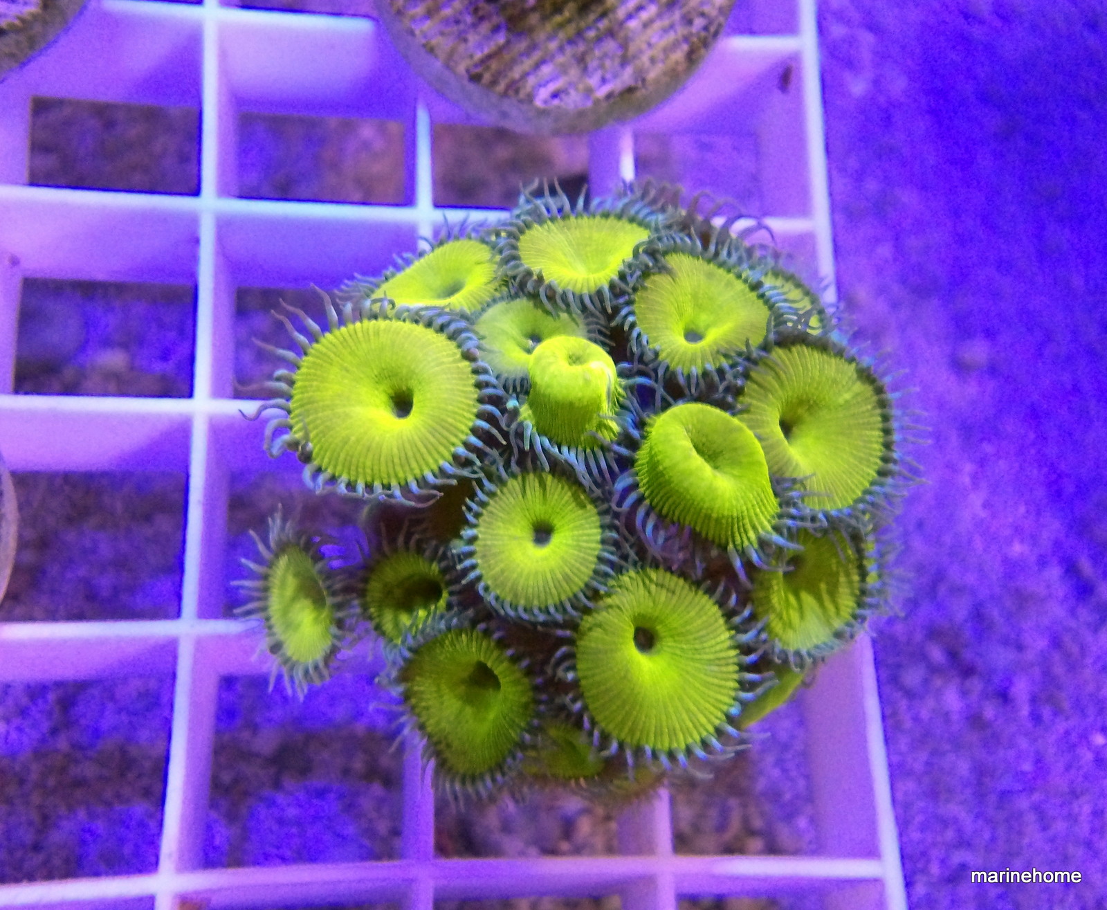 KODAK Digital Still Camera