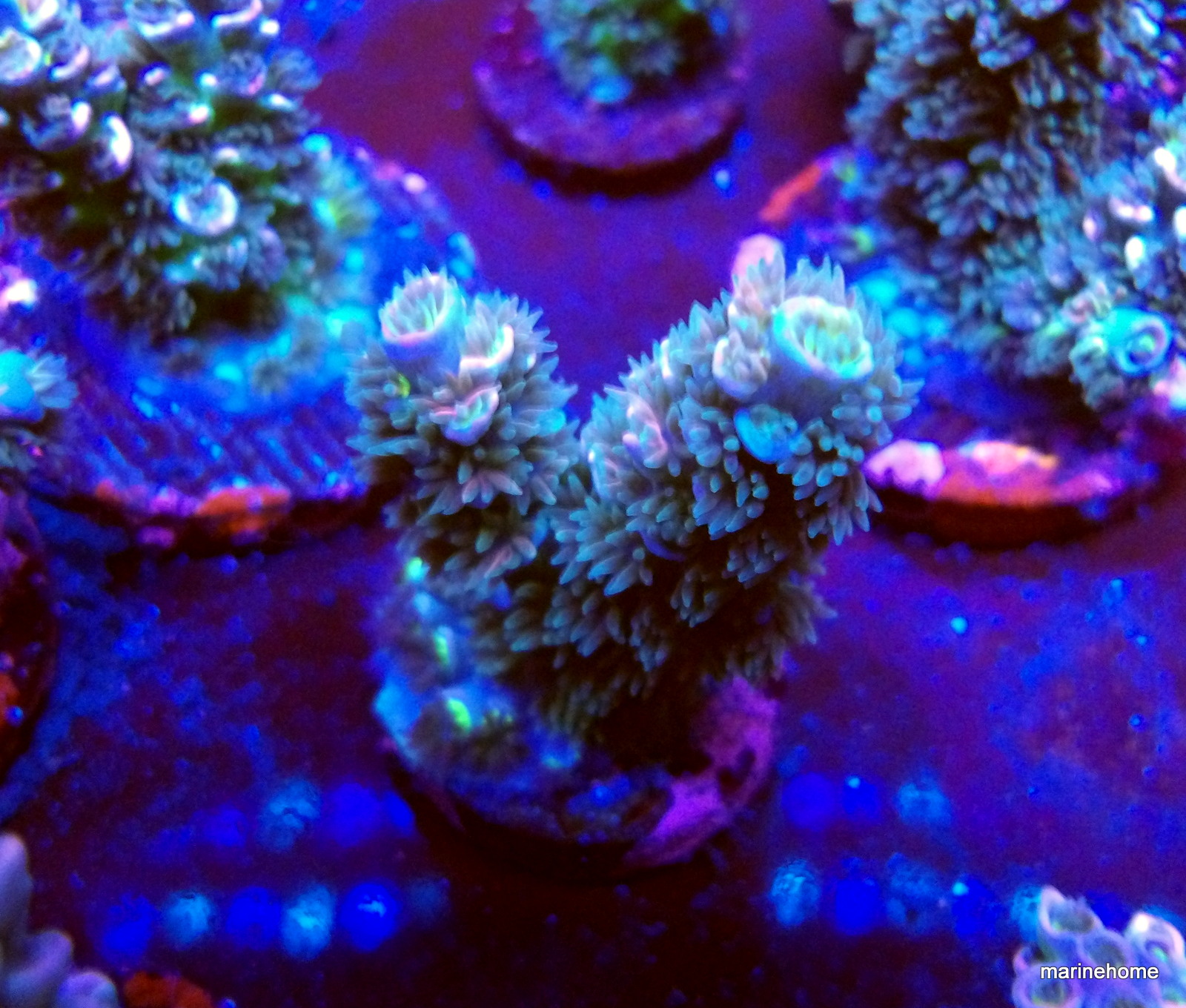 KODAK Digital Still Camera