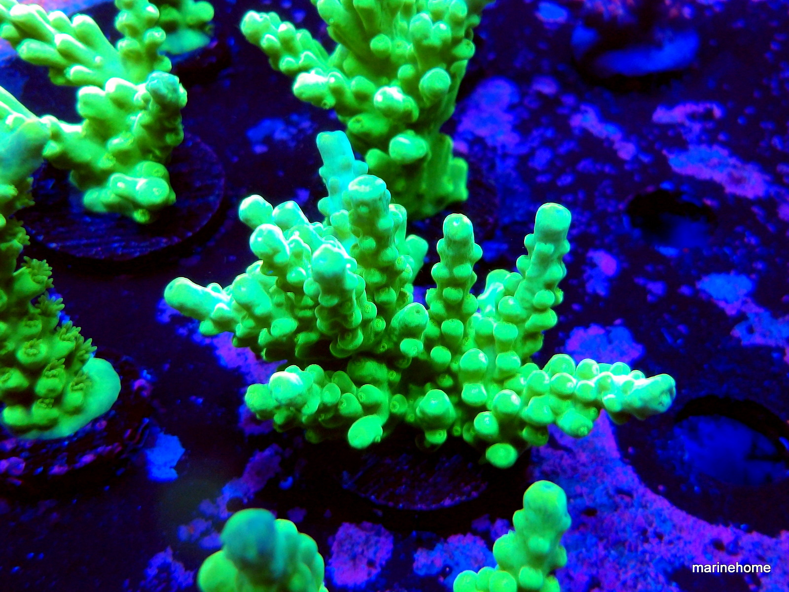 KODAK Digital Still Camera