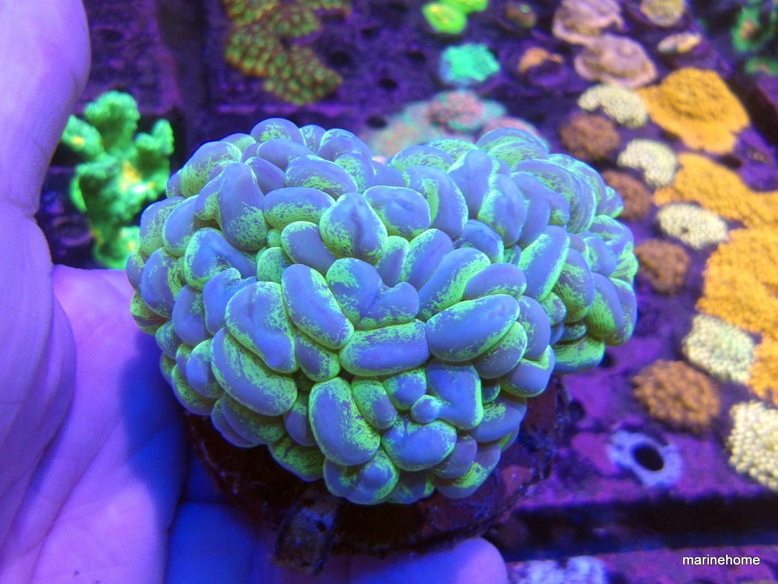 KODAK Digital Still Camera