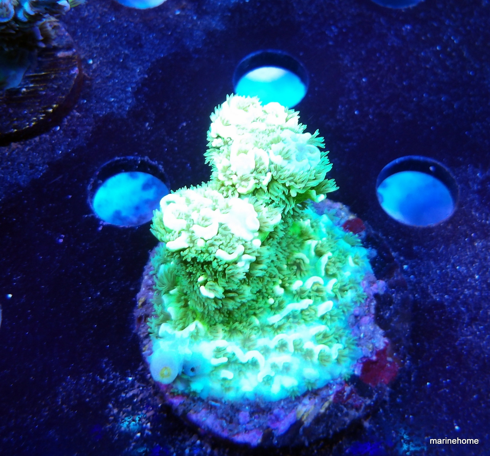 KODAK Digital Still Camera