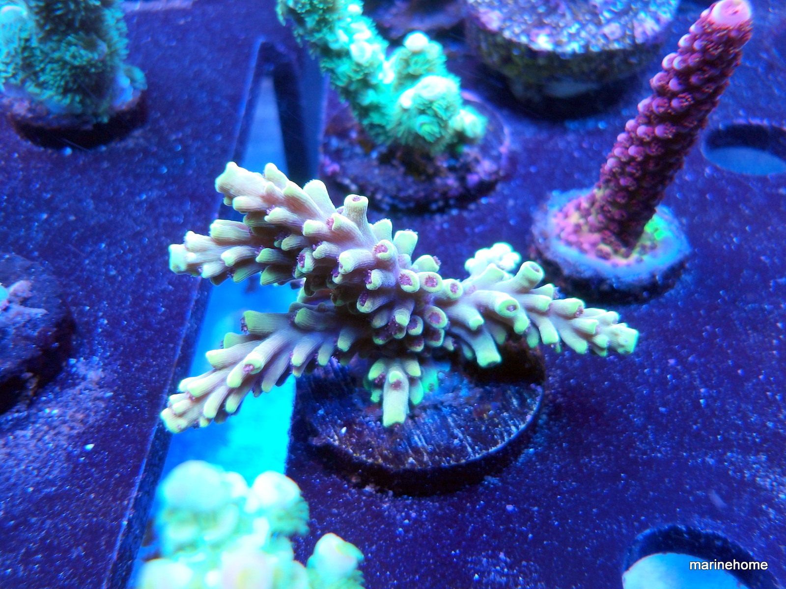 KODAK Digital Still Camera