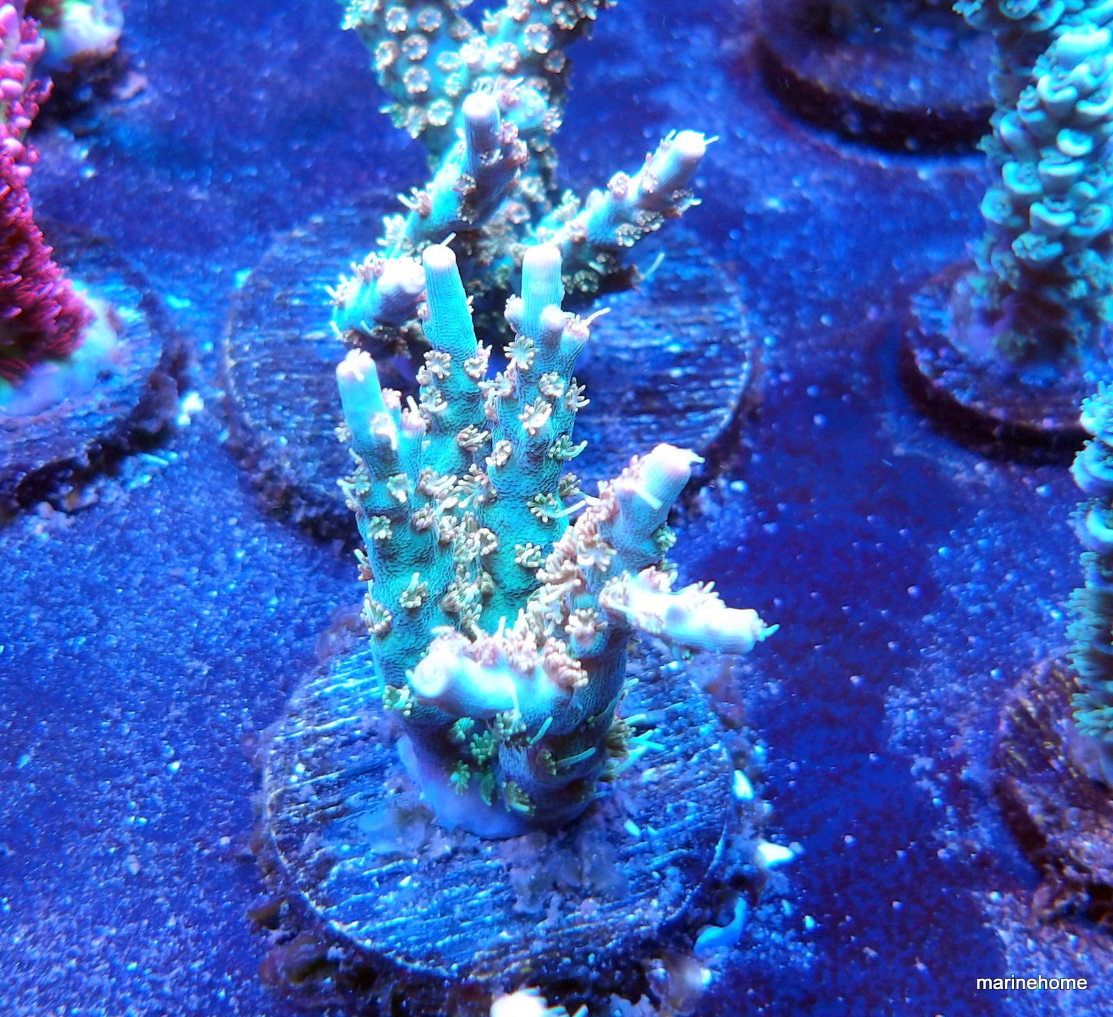 KODAK Digital Still Camera