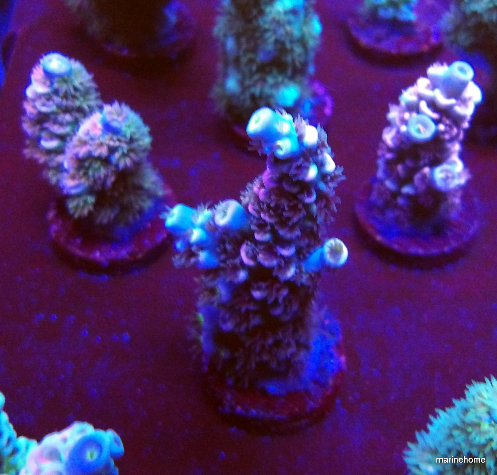 KODAK Digital Still Camera