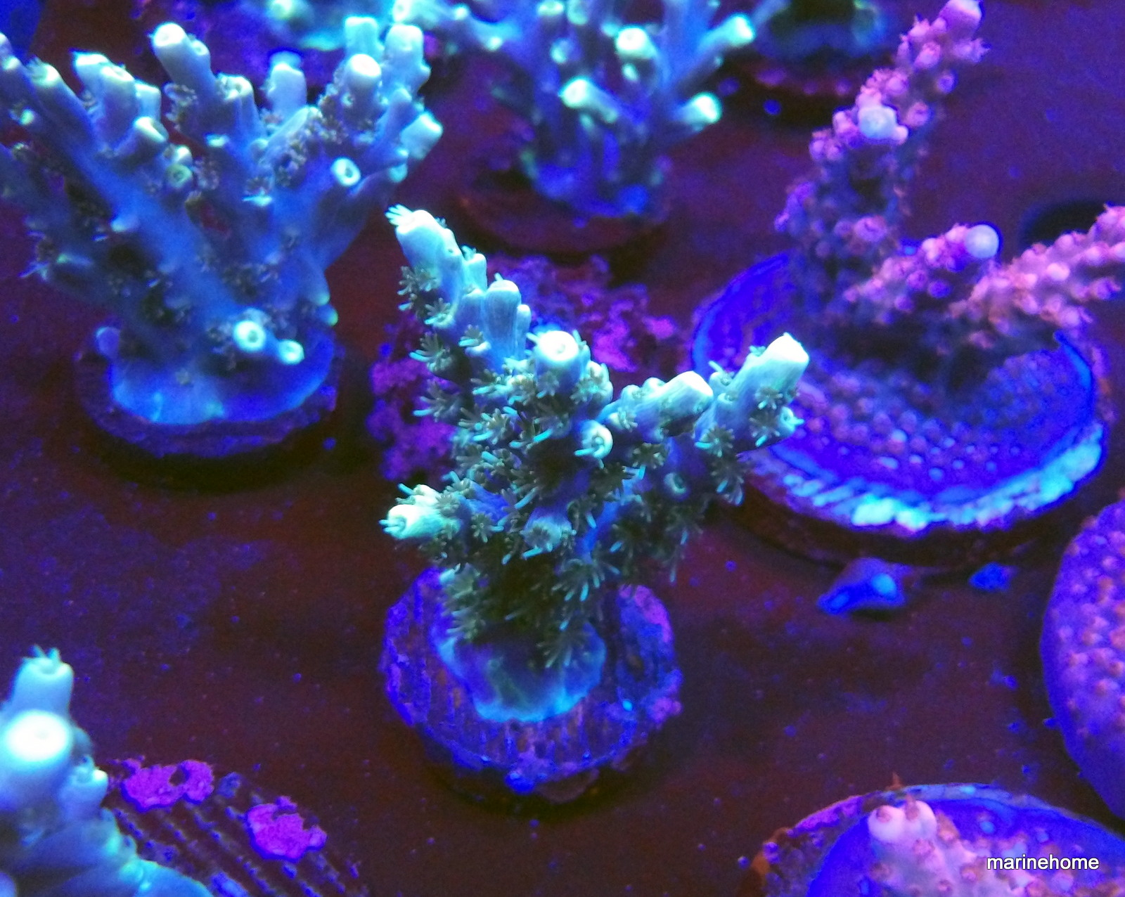 KODAK Digital Still Camera