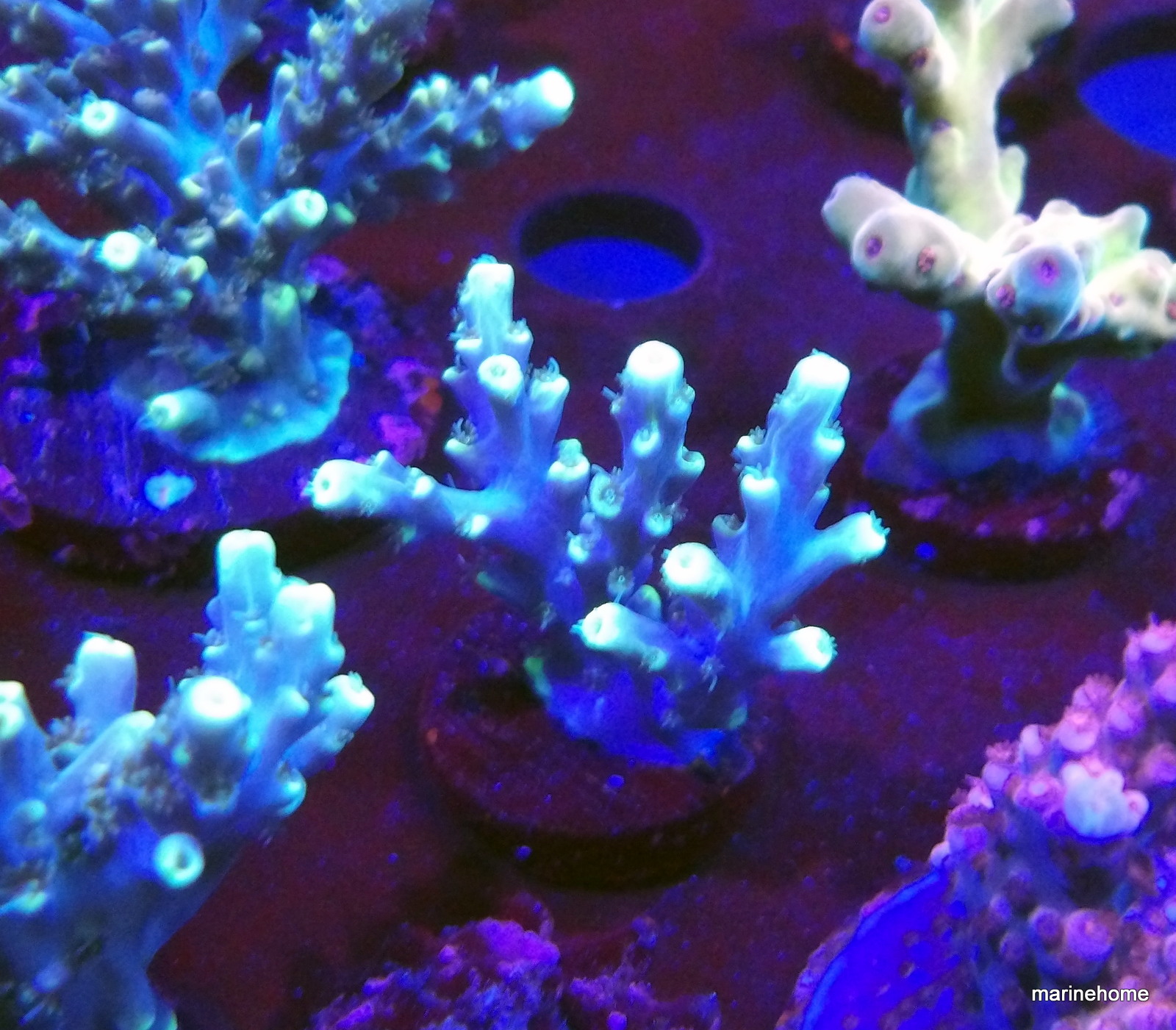 KODAK Digital Still Camera