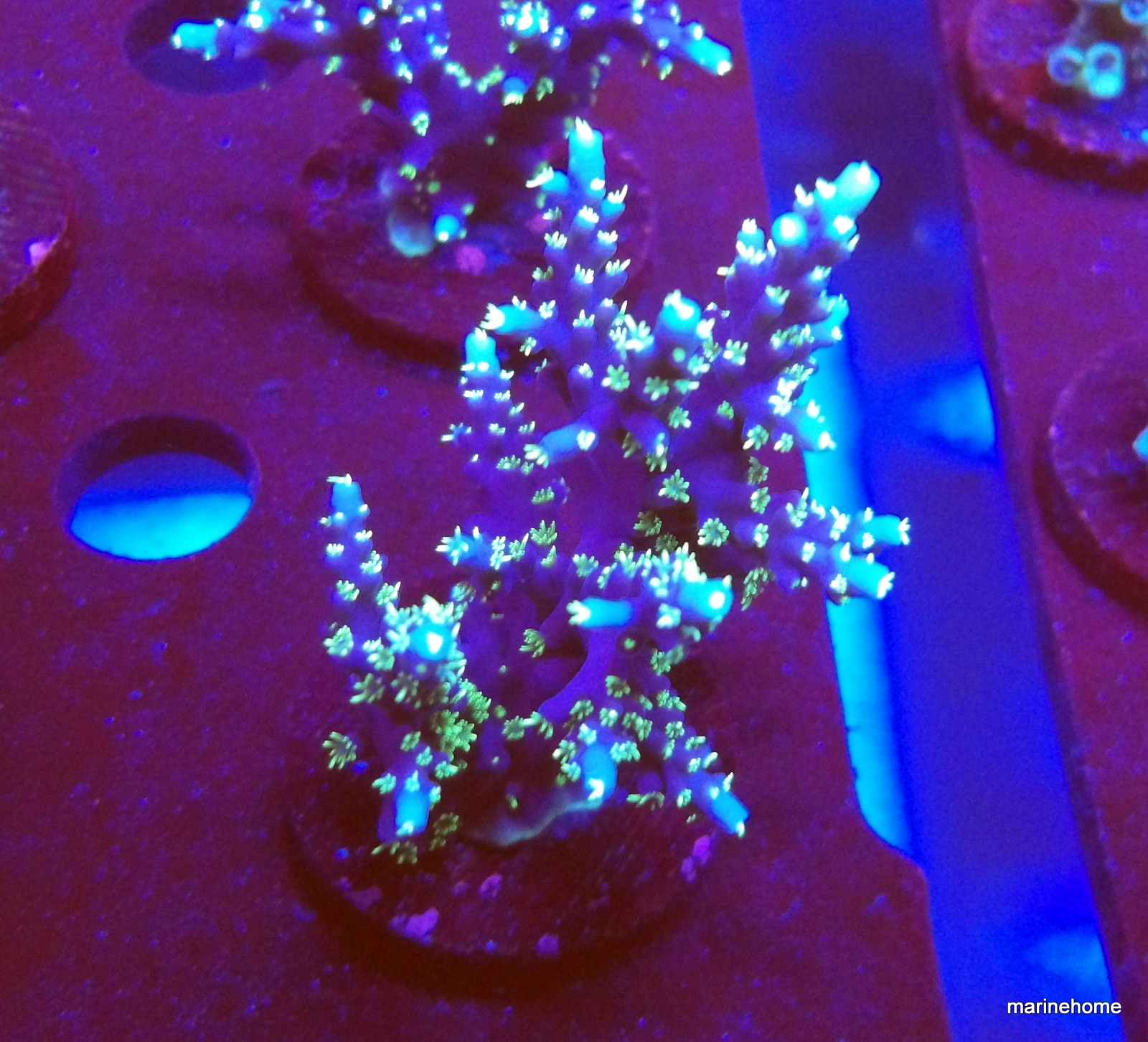 KODAK Digital Still Camera