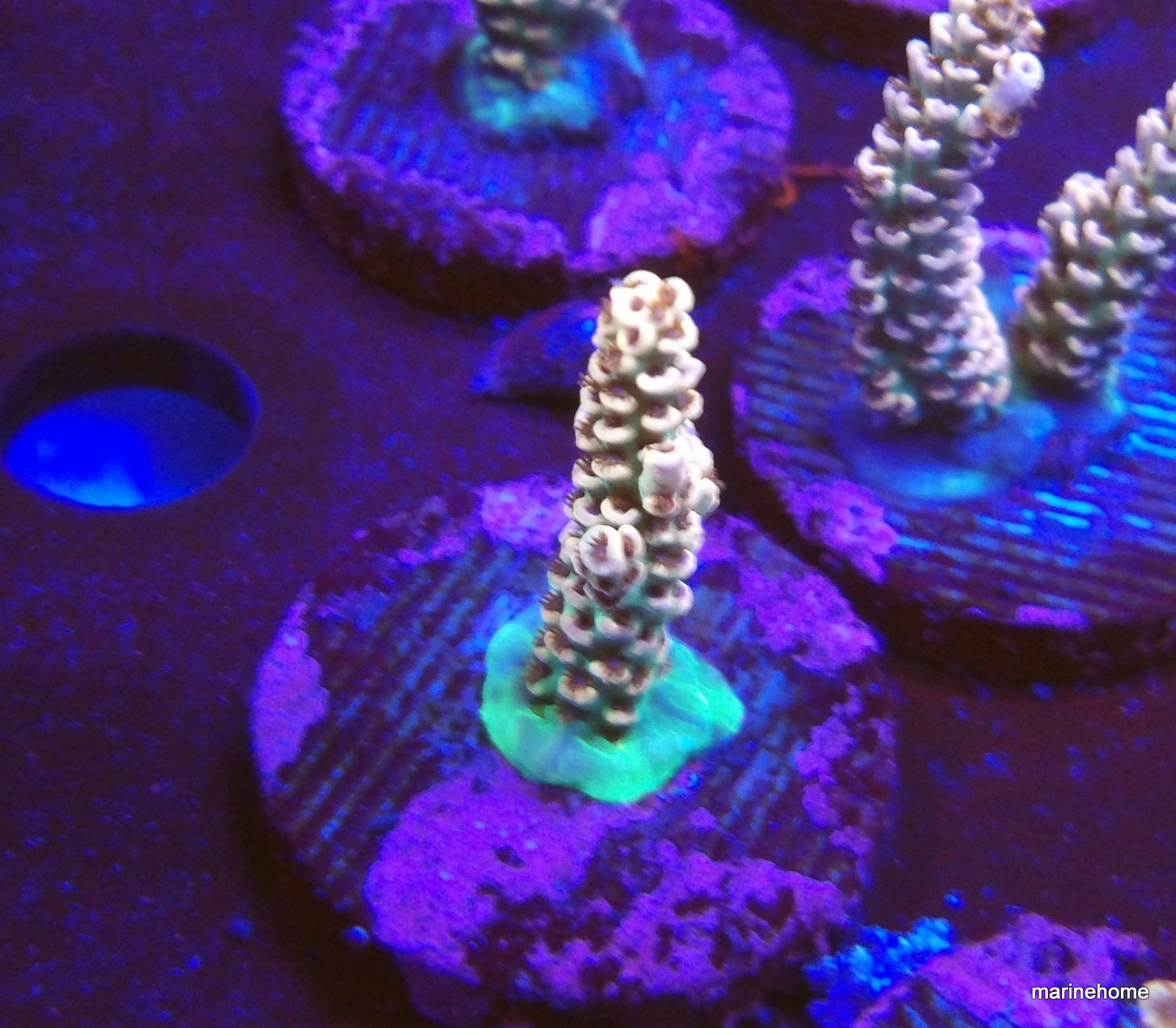 KODAK Digital Still Camera