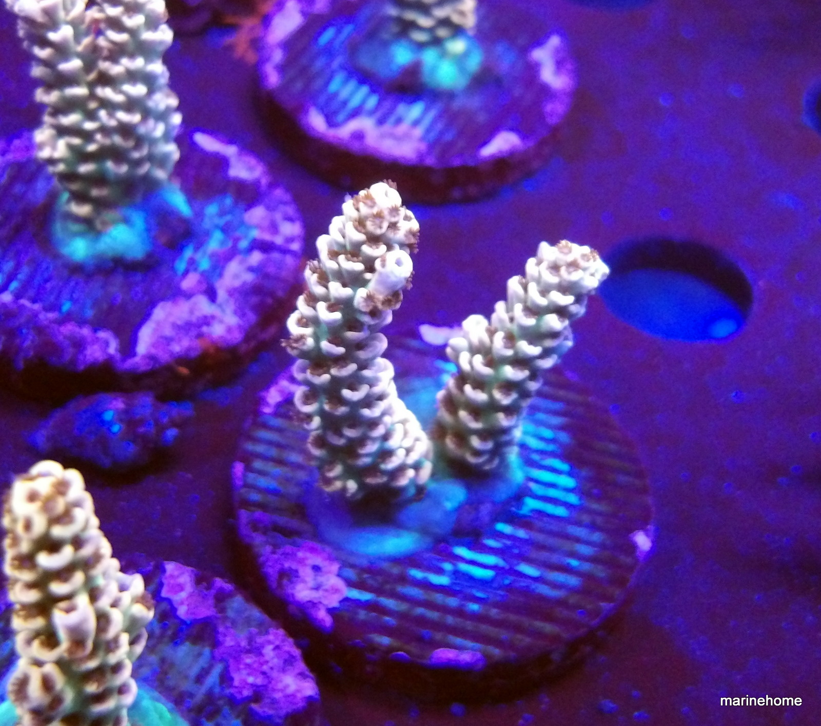 KODAK Digital Still Camera