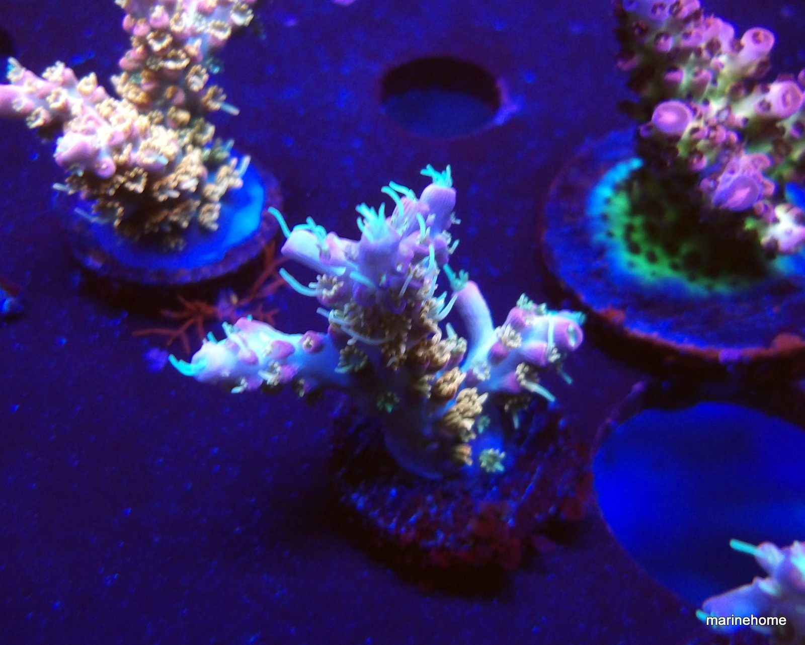 KODAK Digital Still Camera