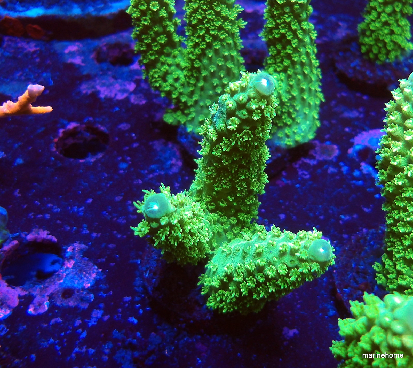 KODAK Digital Still Camera