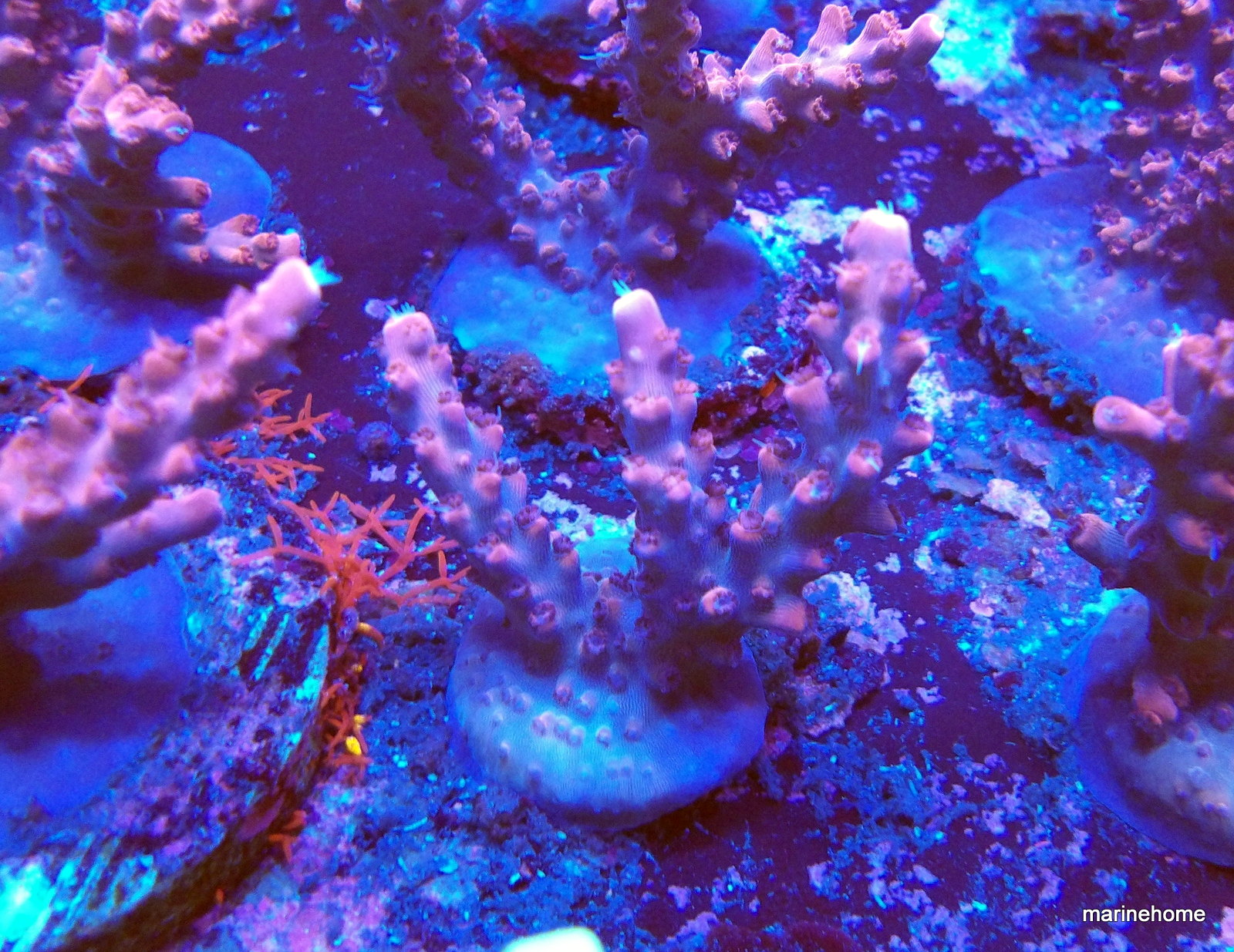 KODAK Digital Still Camera