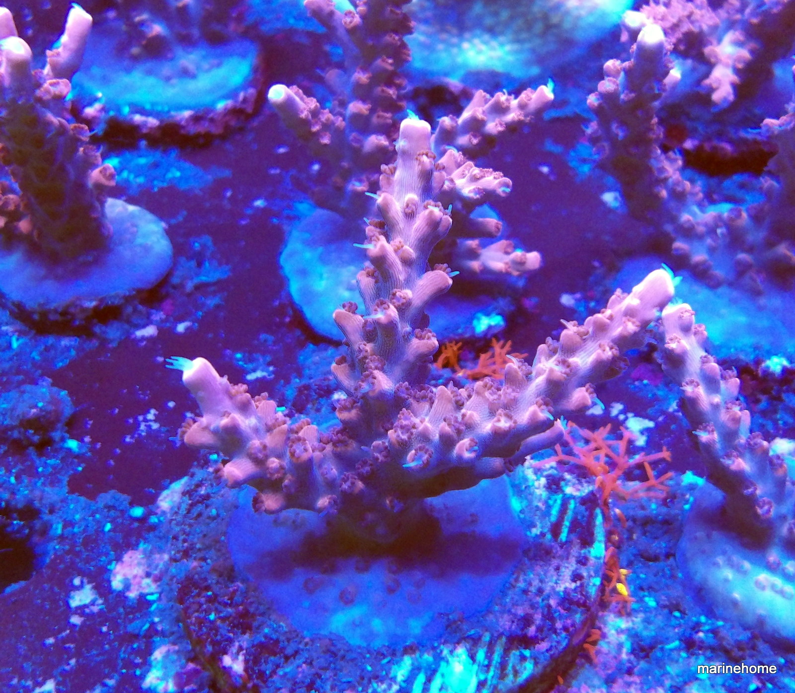 KODAK Digital Still Camera