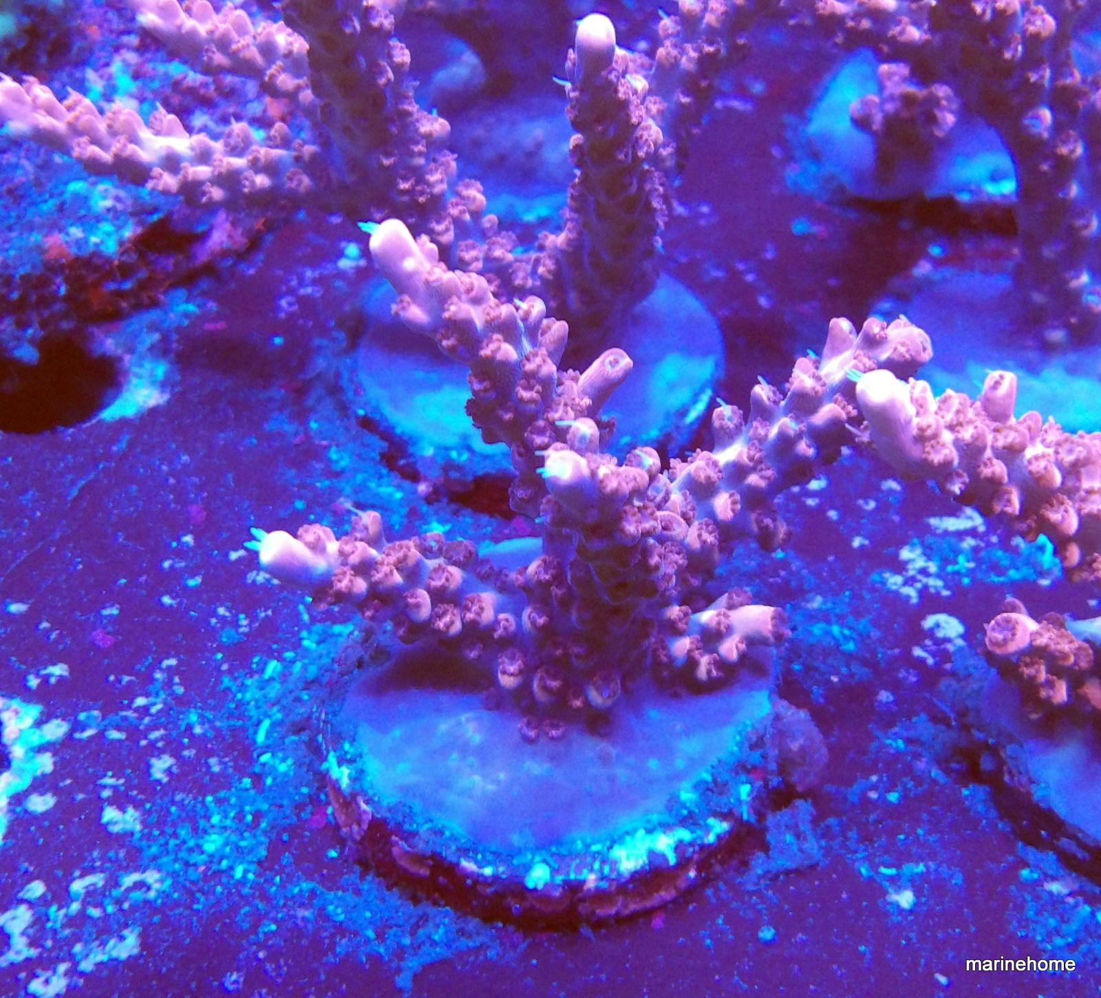 KODAK Digital Still Camera