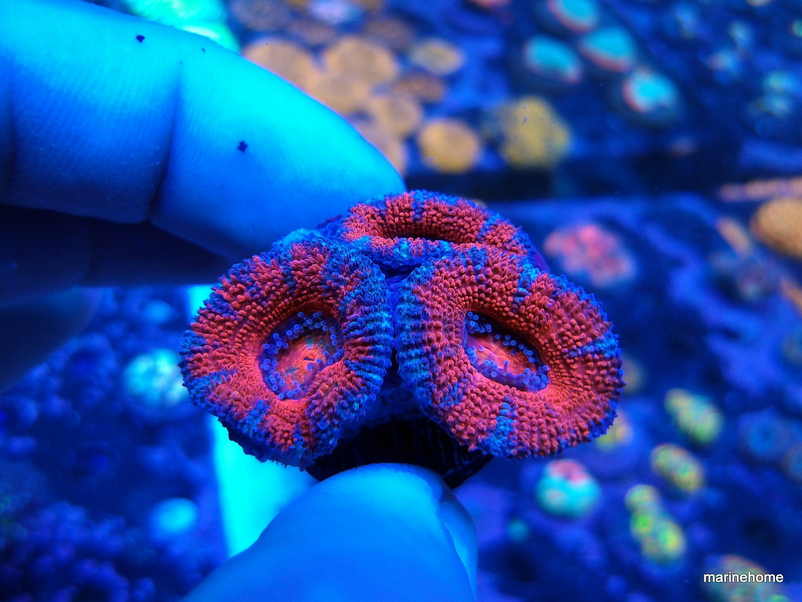 KODAK Digital Still Camera