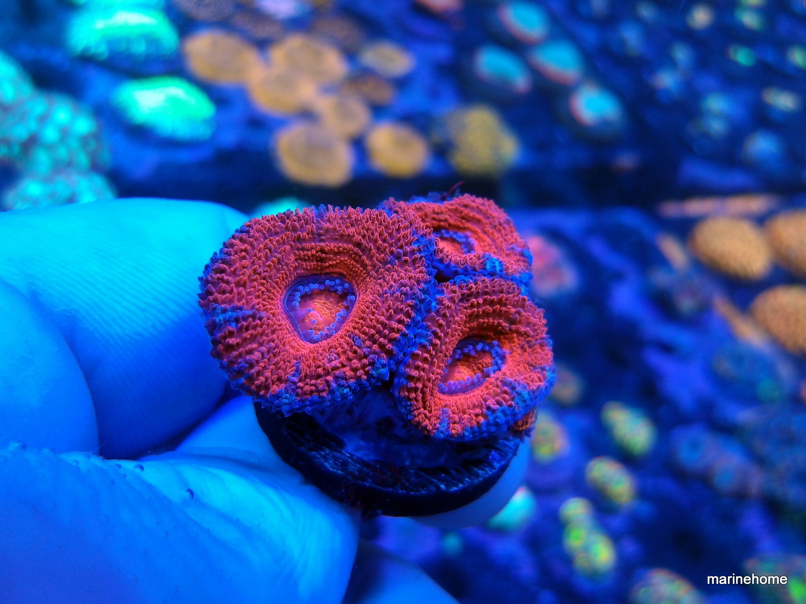 KODAK Digital Still Camera