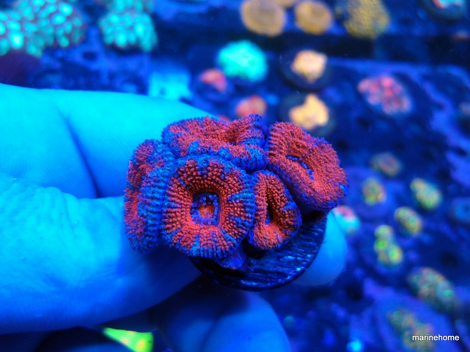 KODAK Digital Still Camera