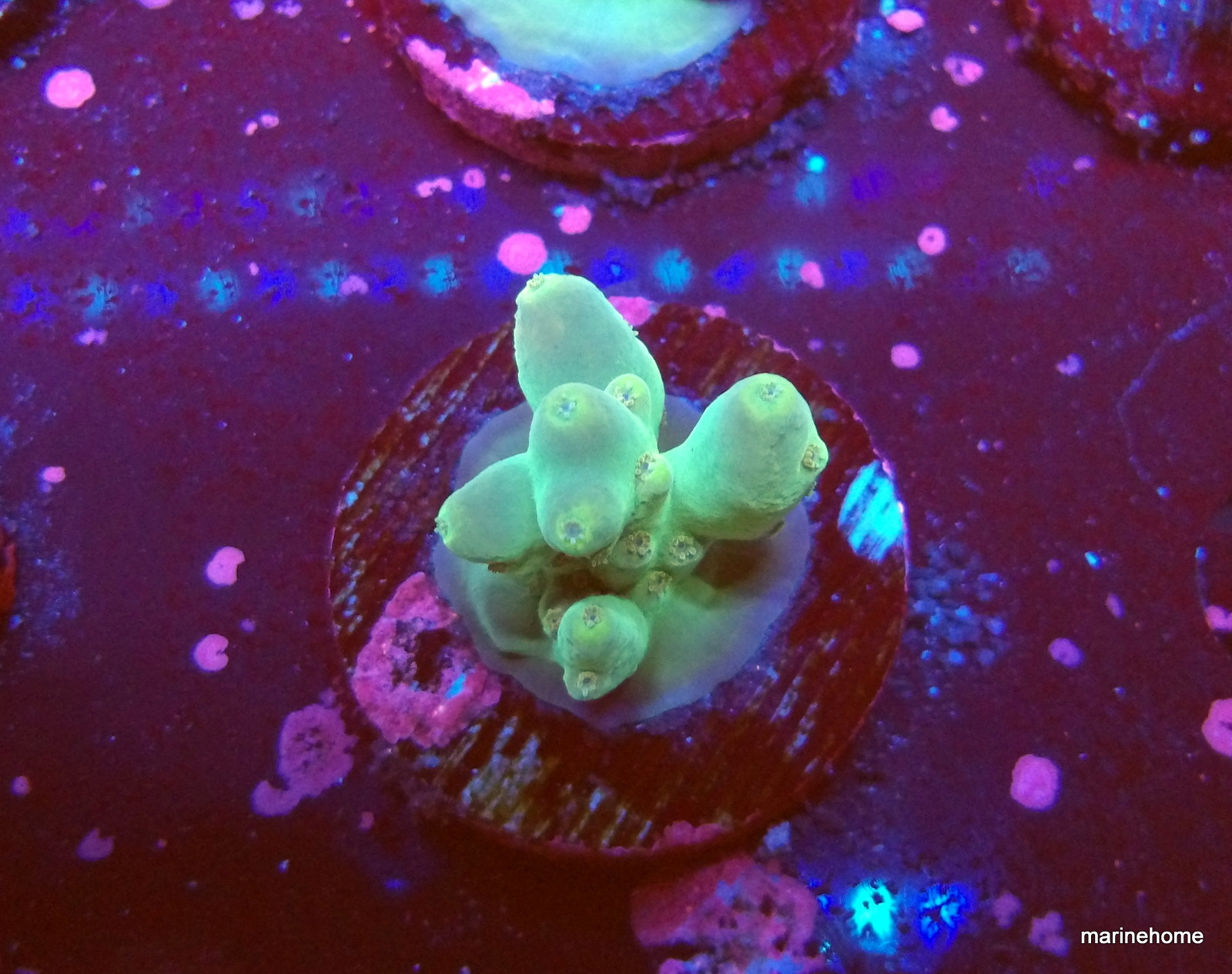 KODAK Digital Still Camera