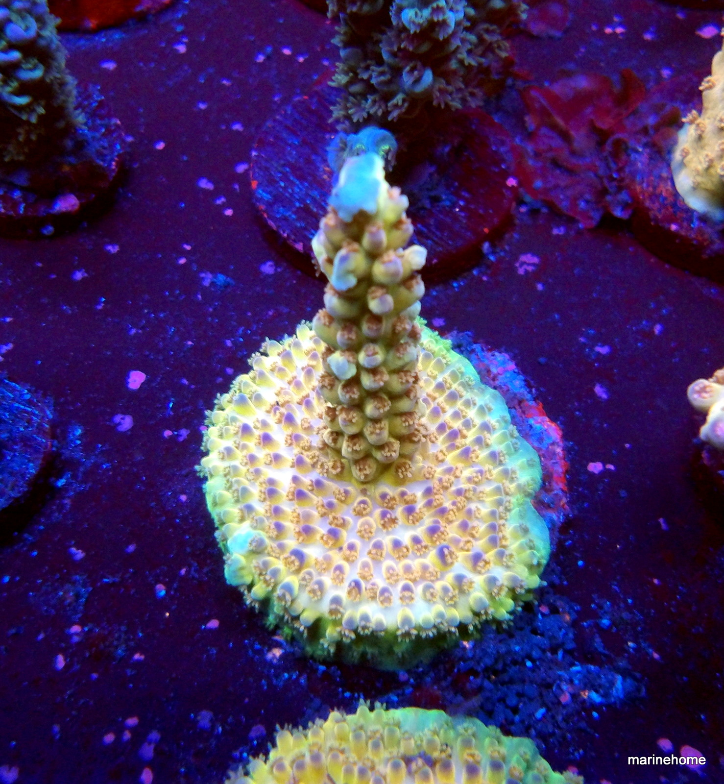 KODAK Digital Still Camera