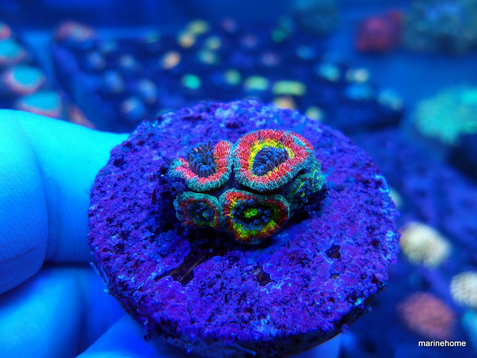 KODAK Digital Still Camera