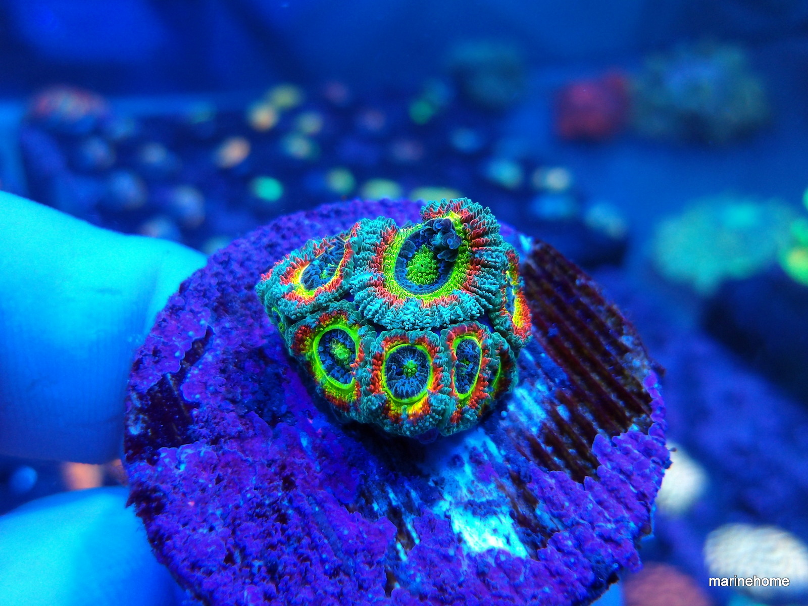 KODAK Digital Still Camera