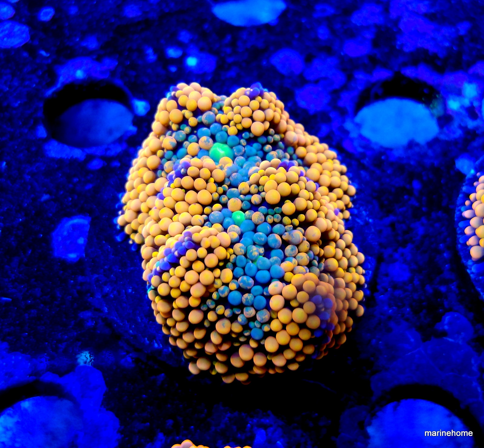 KODAK Digital Still Camera