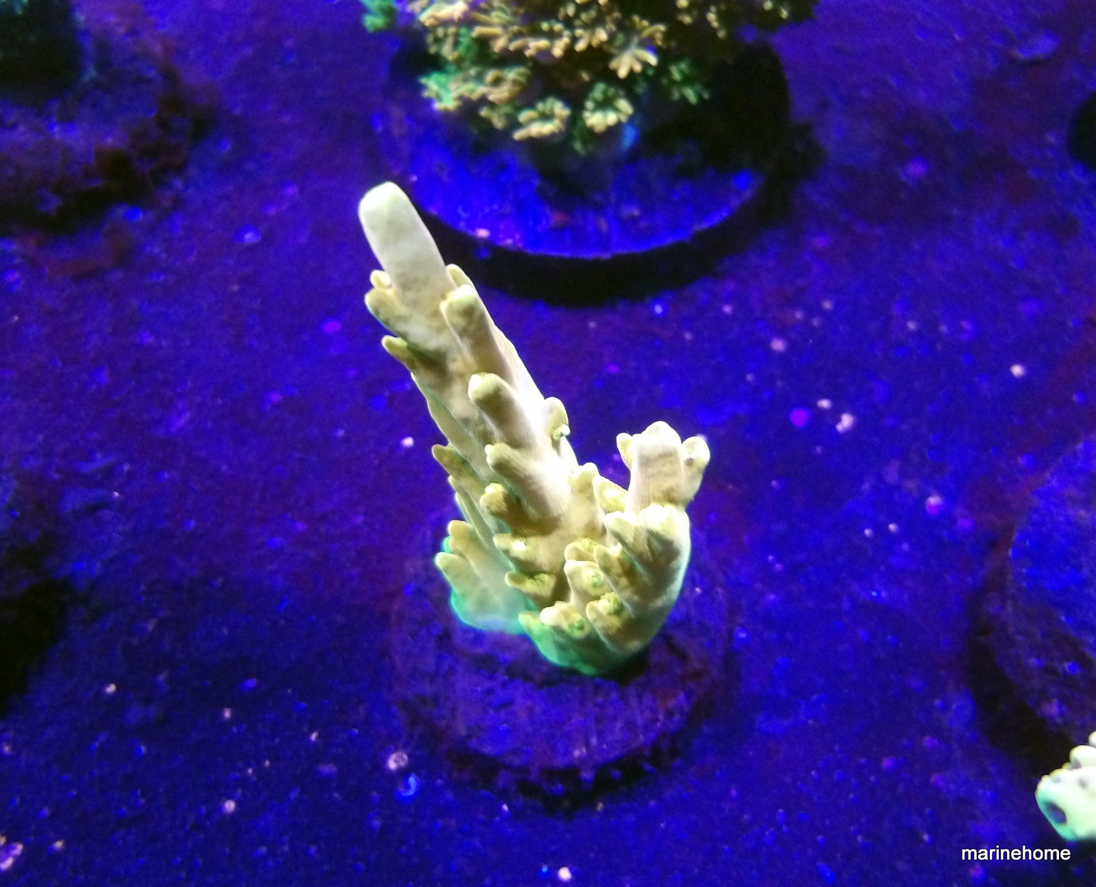 KODAK Digital Still Camera