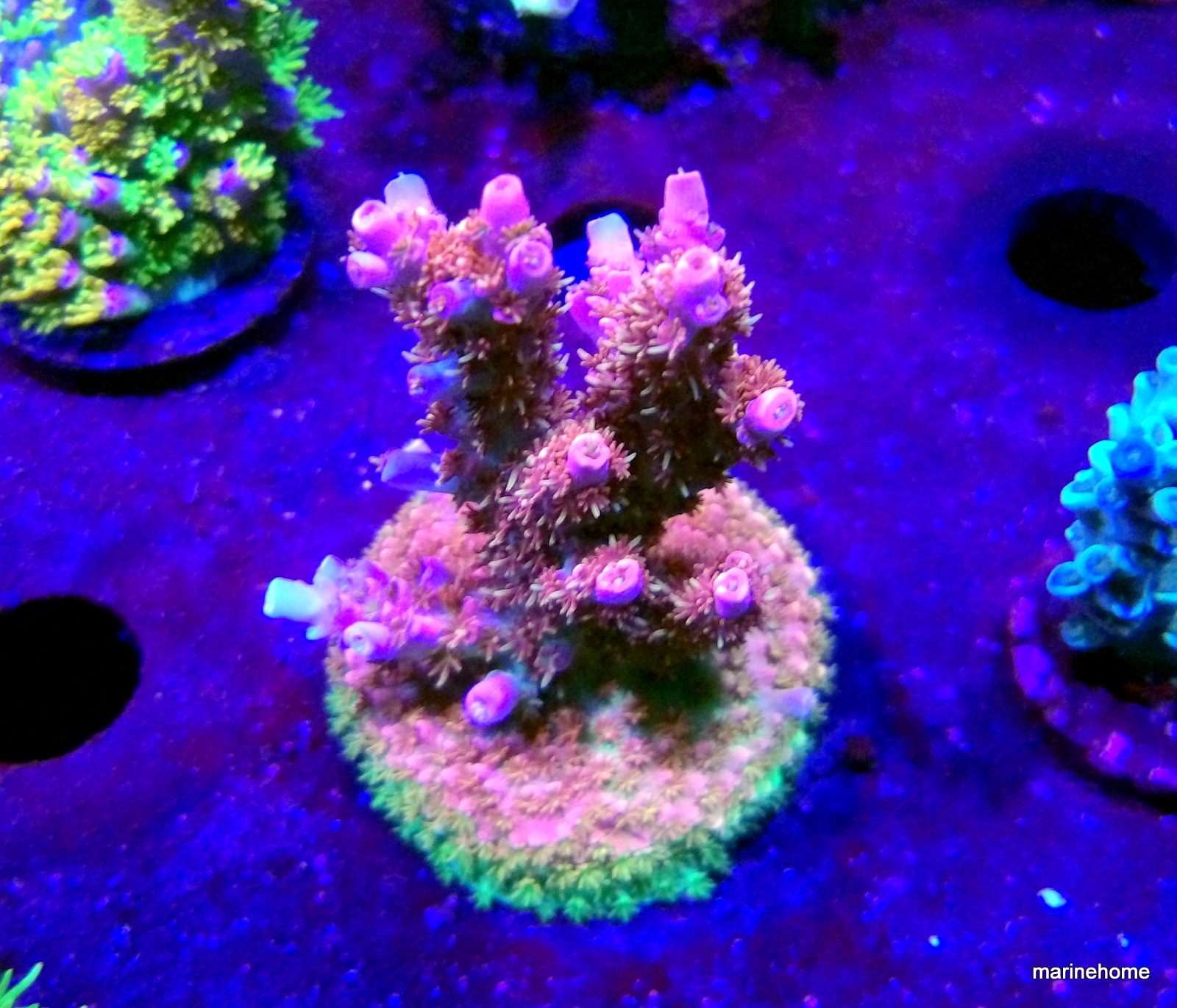 KODAK Digital Still Camera