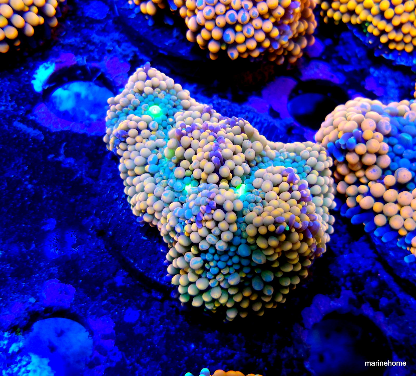 KODAK Digital Still Camera