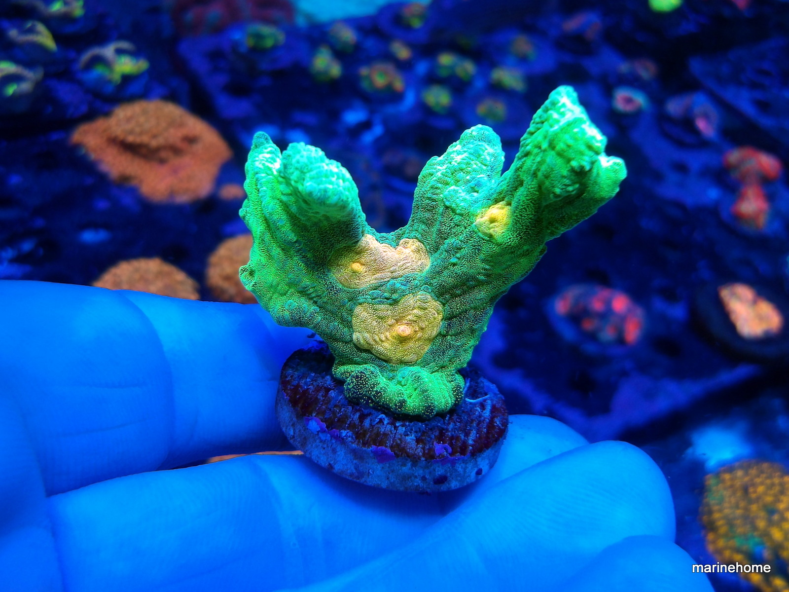 KODAK Digital Still Camera