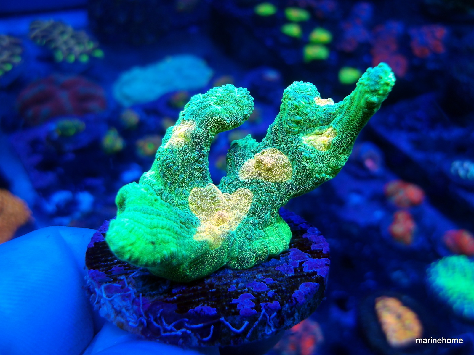 KODAK Digital Still Camera