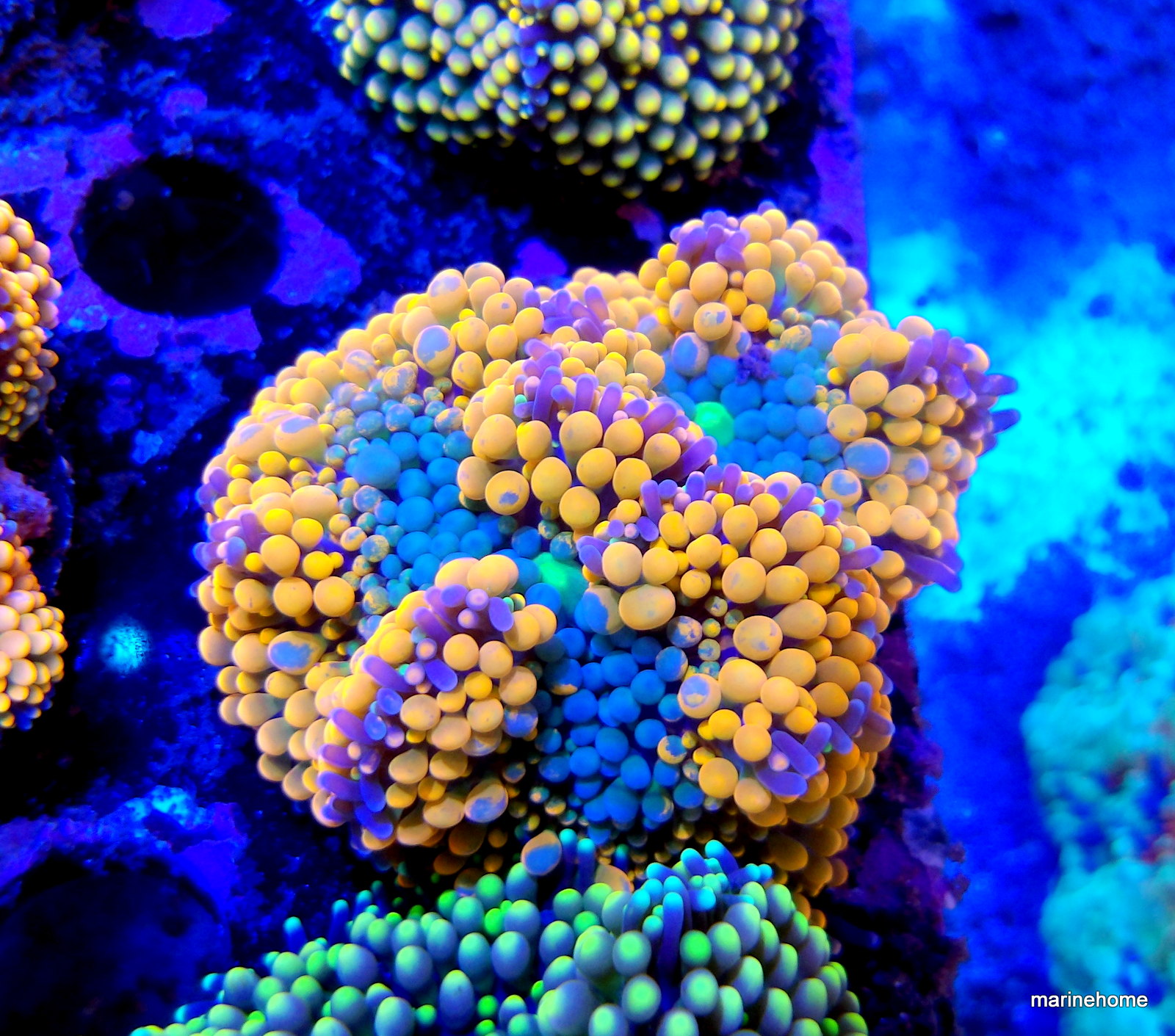 KODAK Digital Still Camera