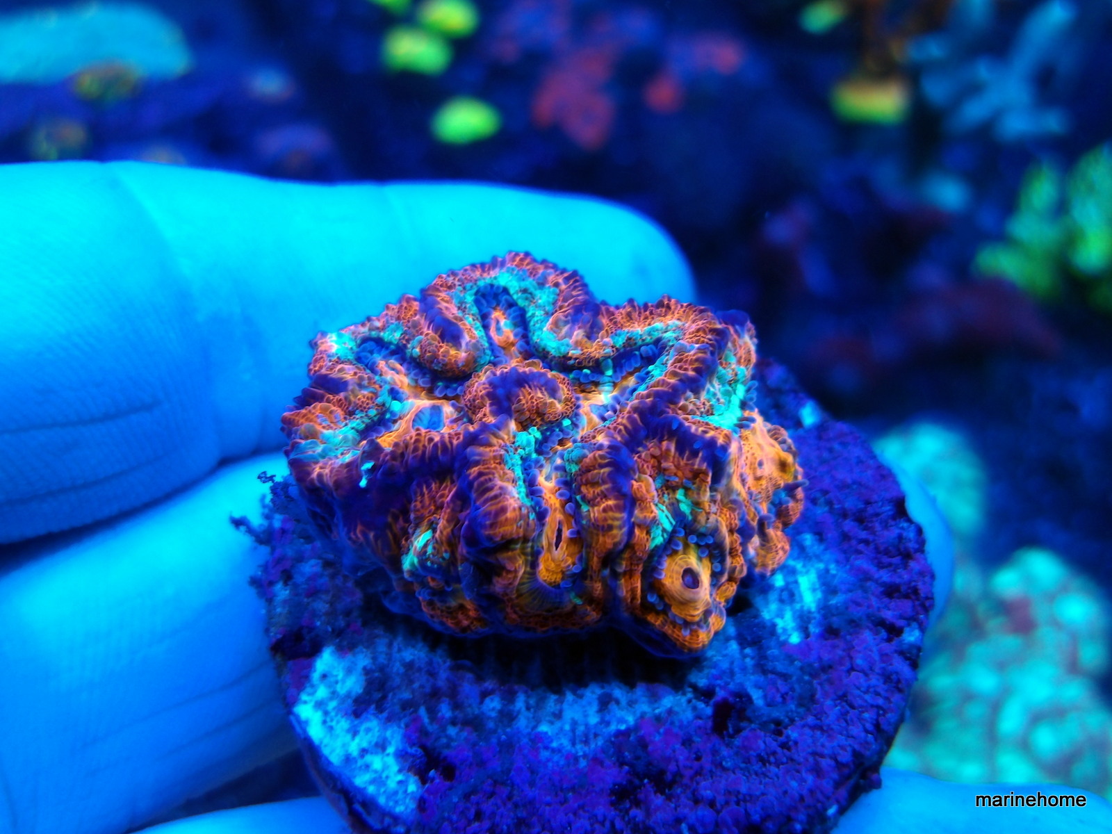 KODAK Digital Still Camera