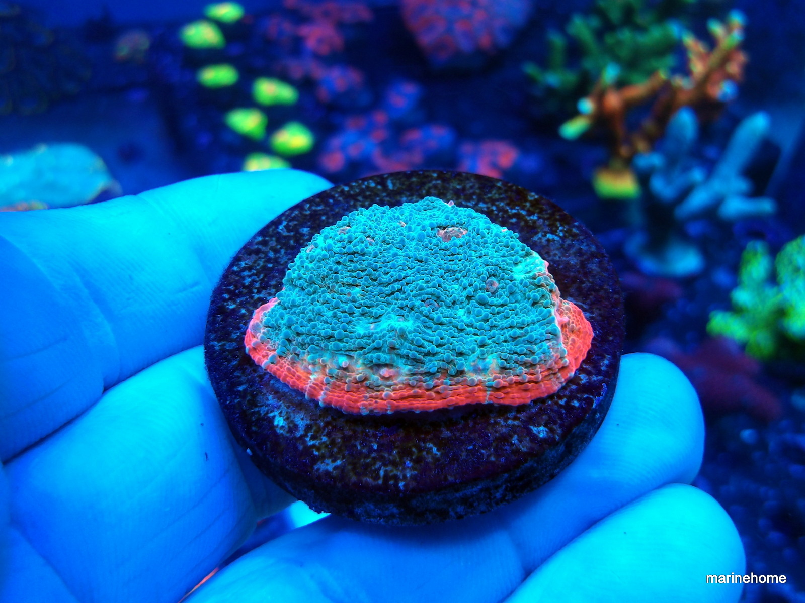 KODAK Digital Still Camera