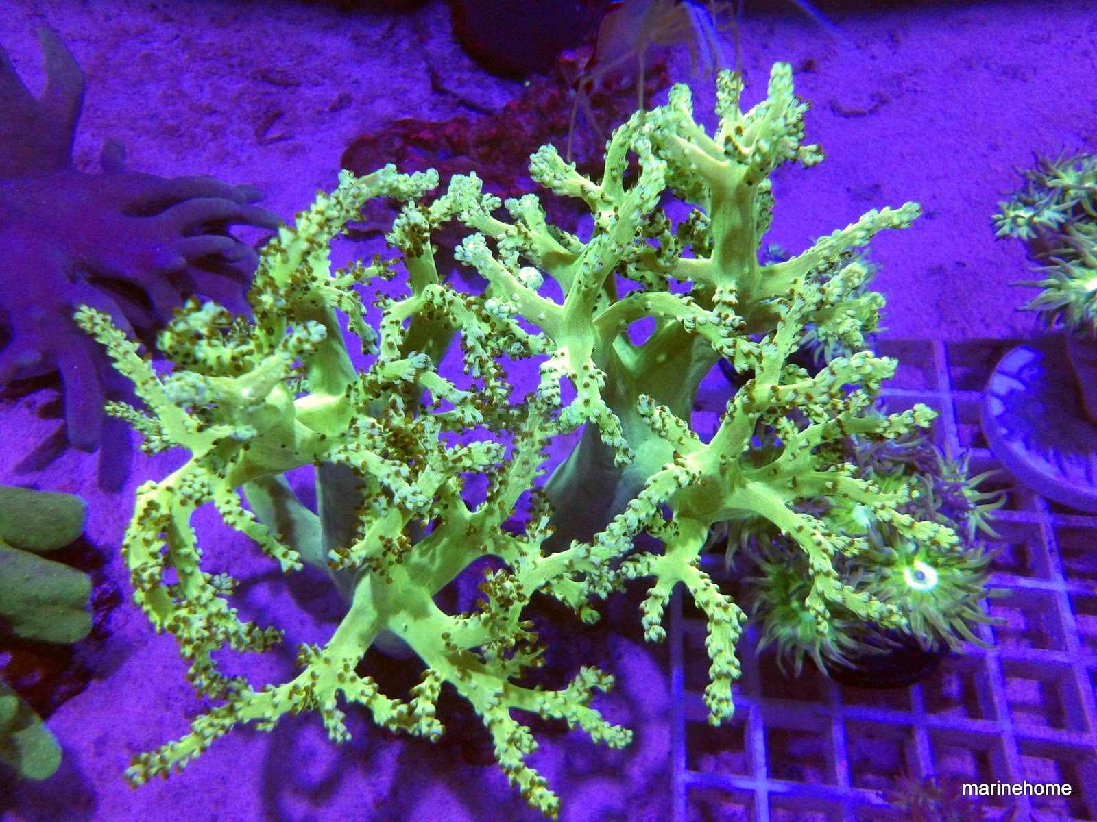 KODAK Digital Still Camera