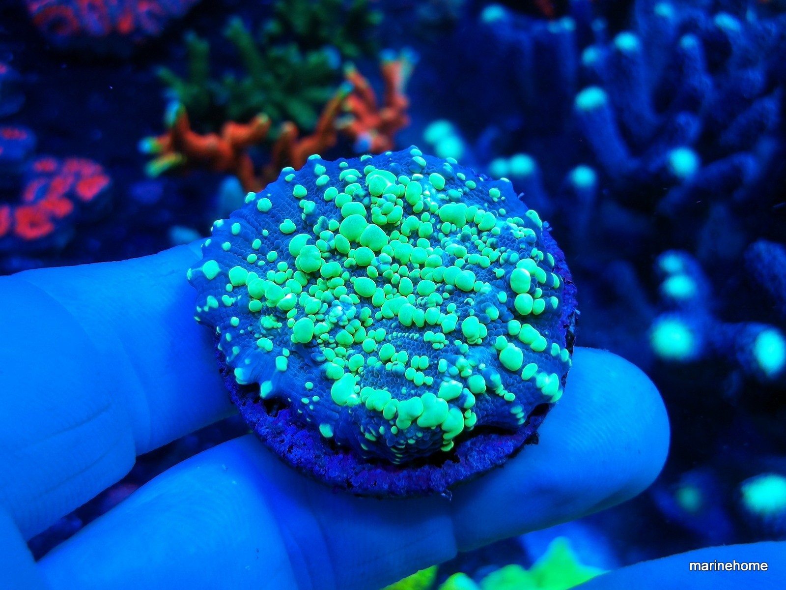 KODAK Digital Still Camera