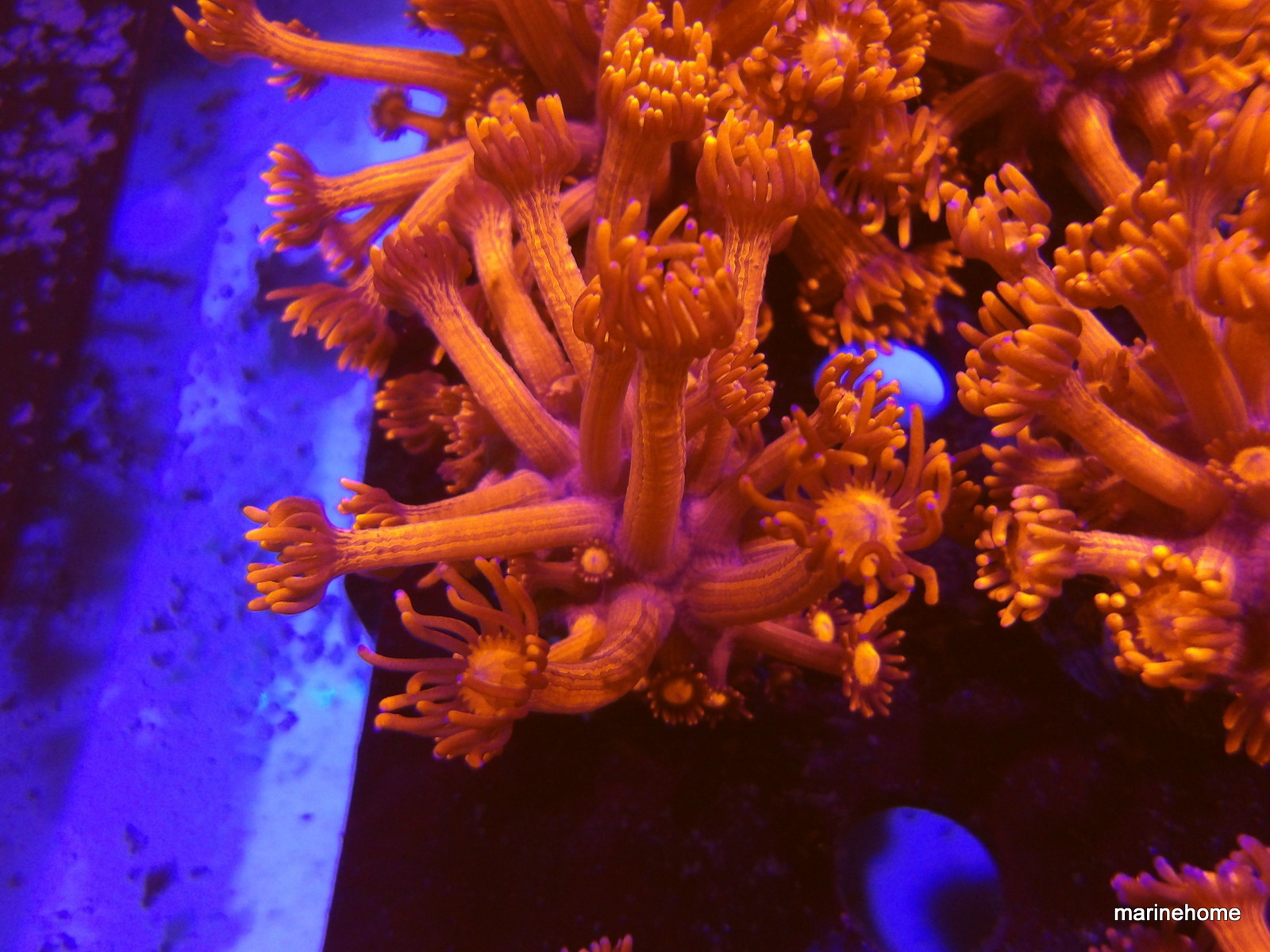 KODAK Digital Still Camera