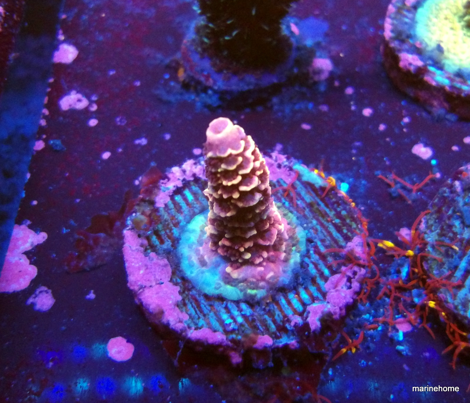 KODAK Digital Still Camera