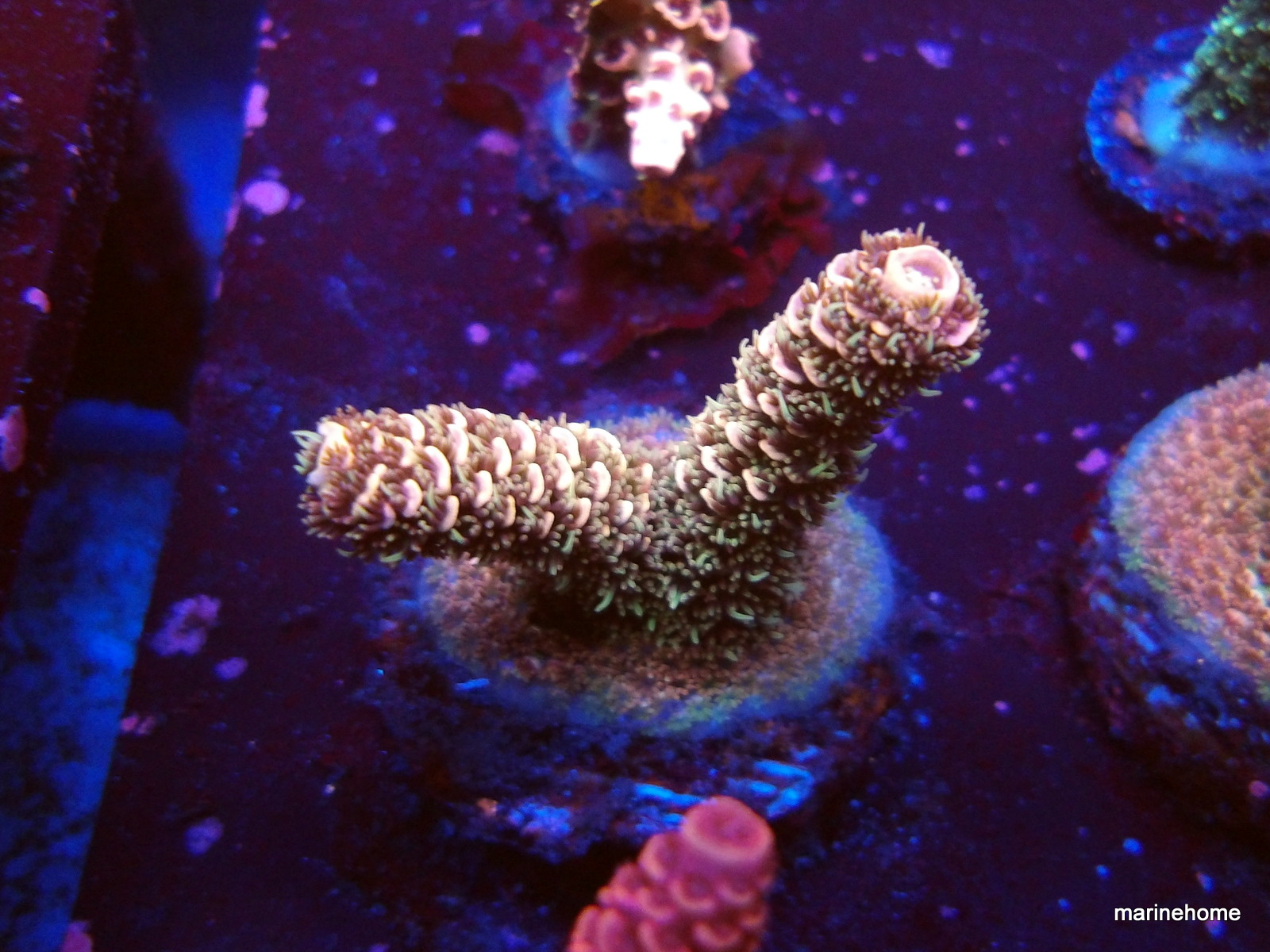 KODAK Digital Still Camera